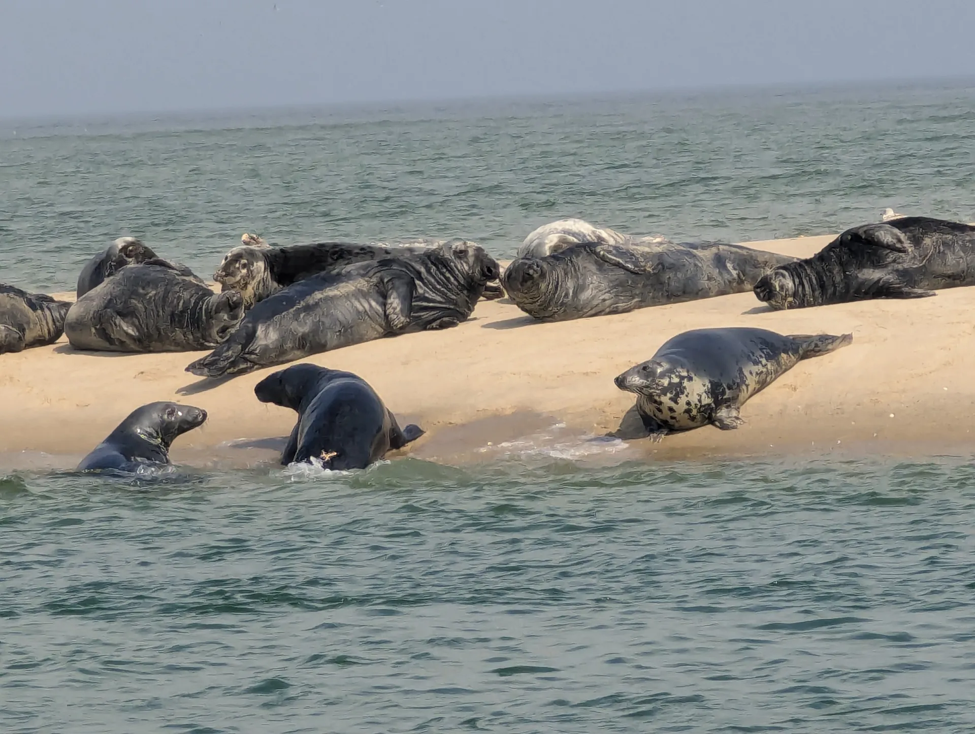 The Perfect All-Purpose Boat for families & friends (6 people MAX)