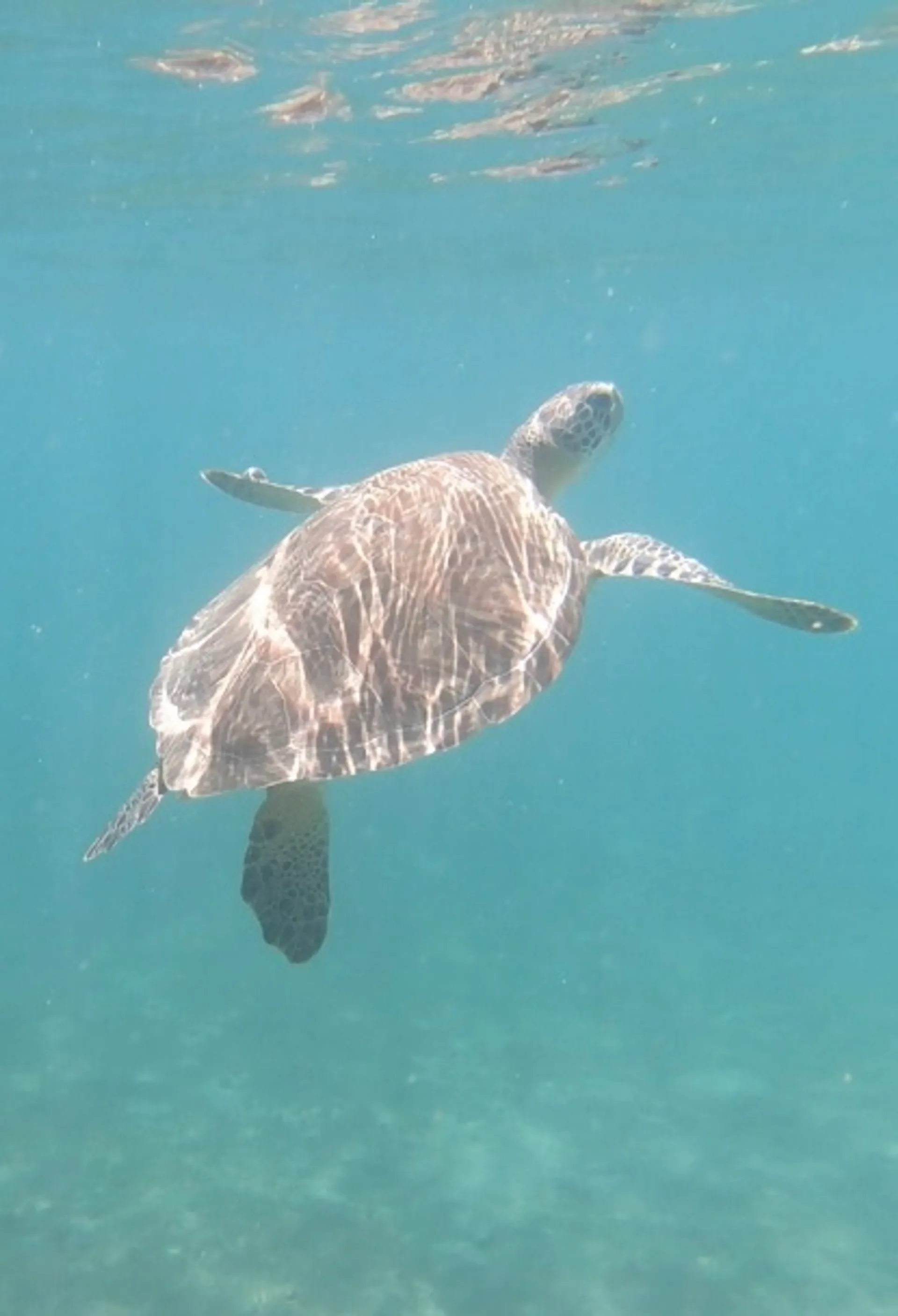 Peanut Island Tour aboard Sea Ray Luxury Boat