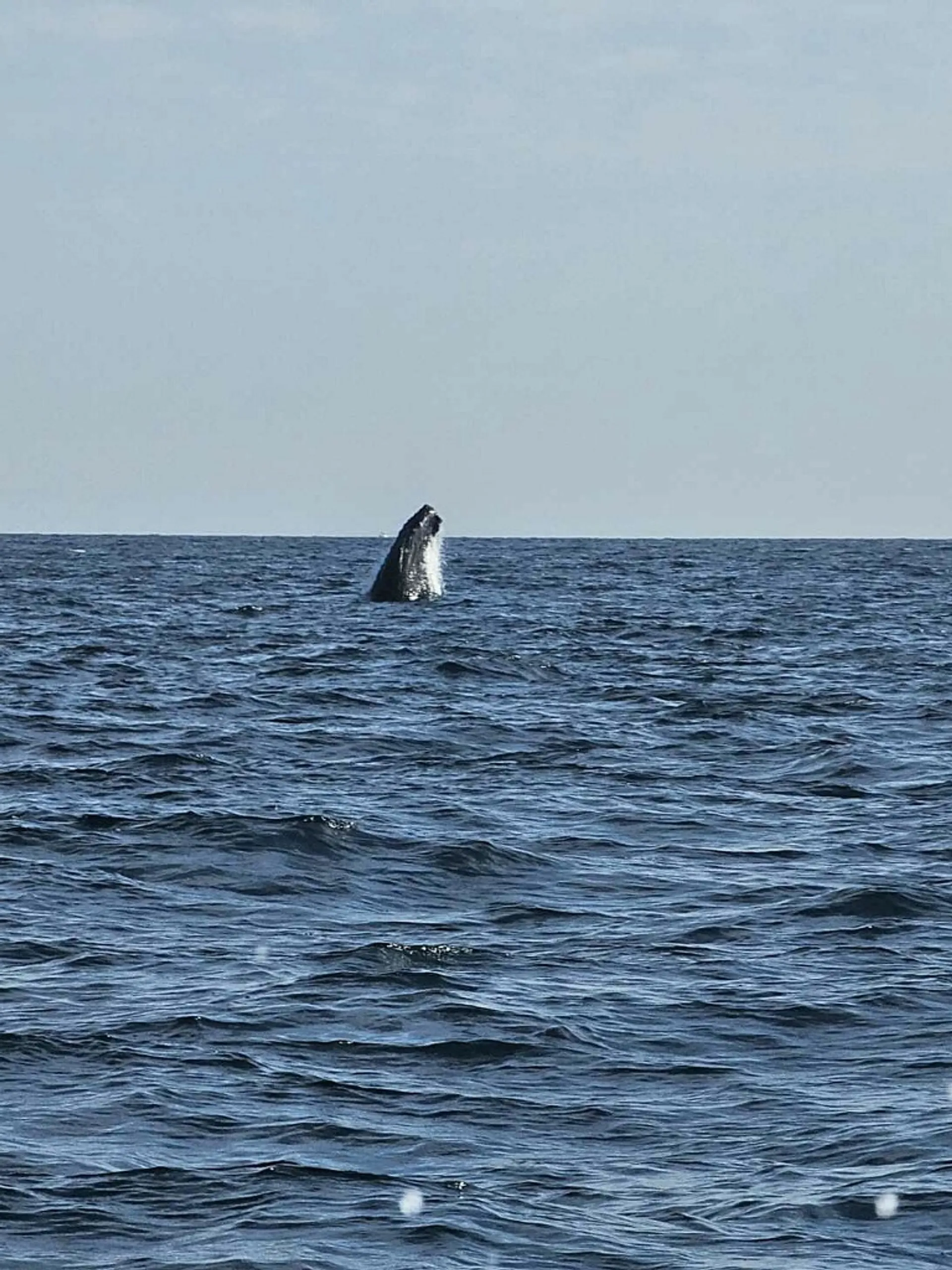 Coastal Adventures aboard the 2420 Robalo CC KindaMine