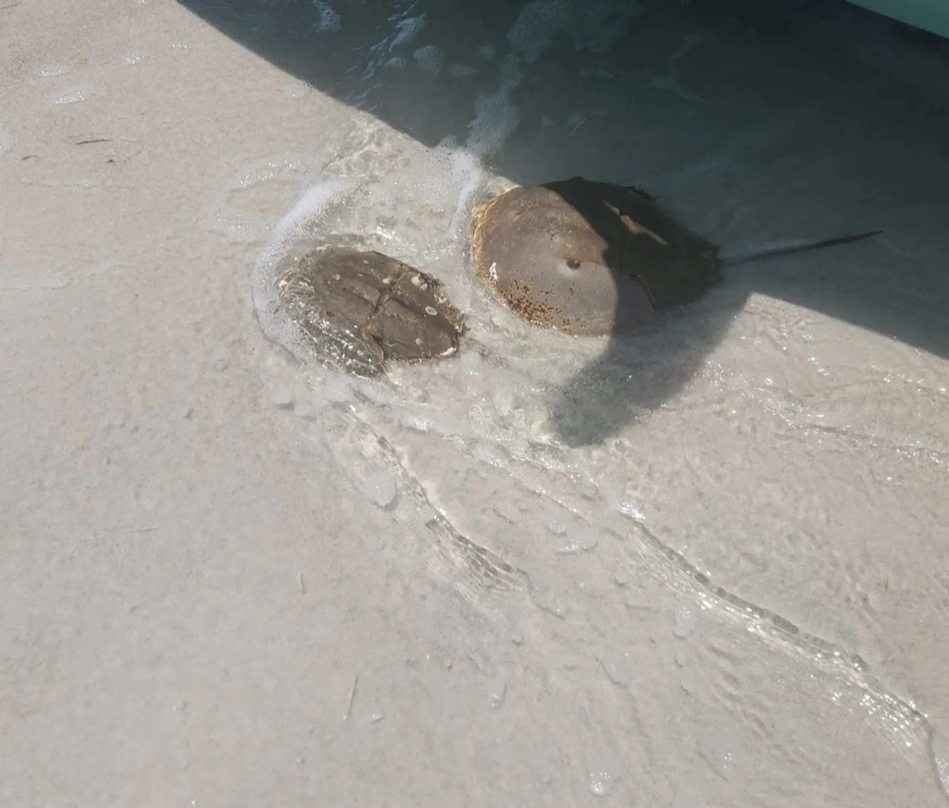 Boat Tours- Bonita Springs / Fort Myers Beach FL