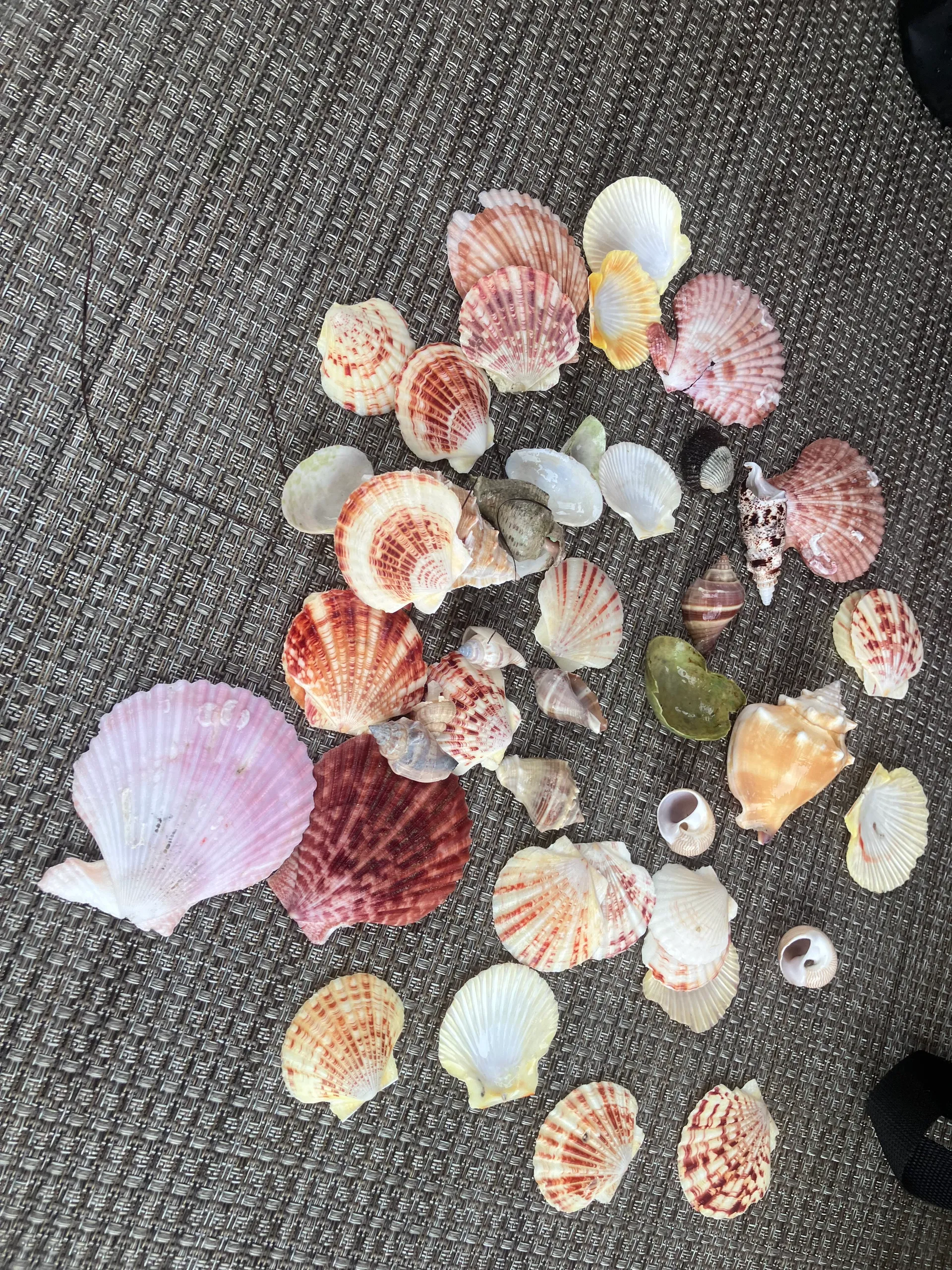 2023 Bentley, ride in style at Crab Island with a local!!