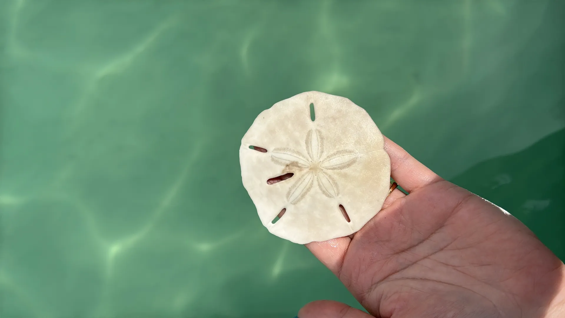 Tampa’s Ultimate 38' Luxury Boat - Explore Sandbars, Snorkel and More!