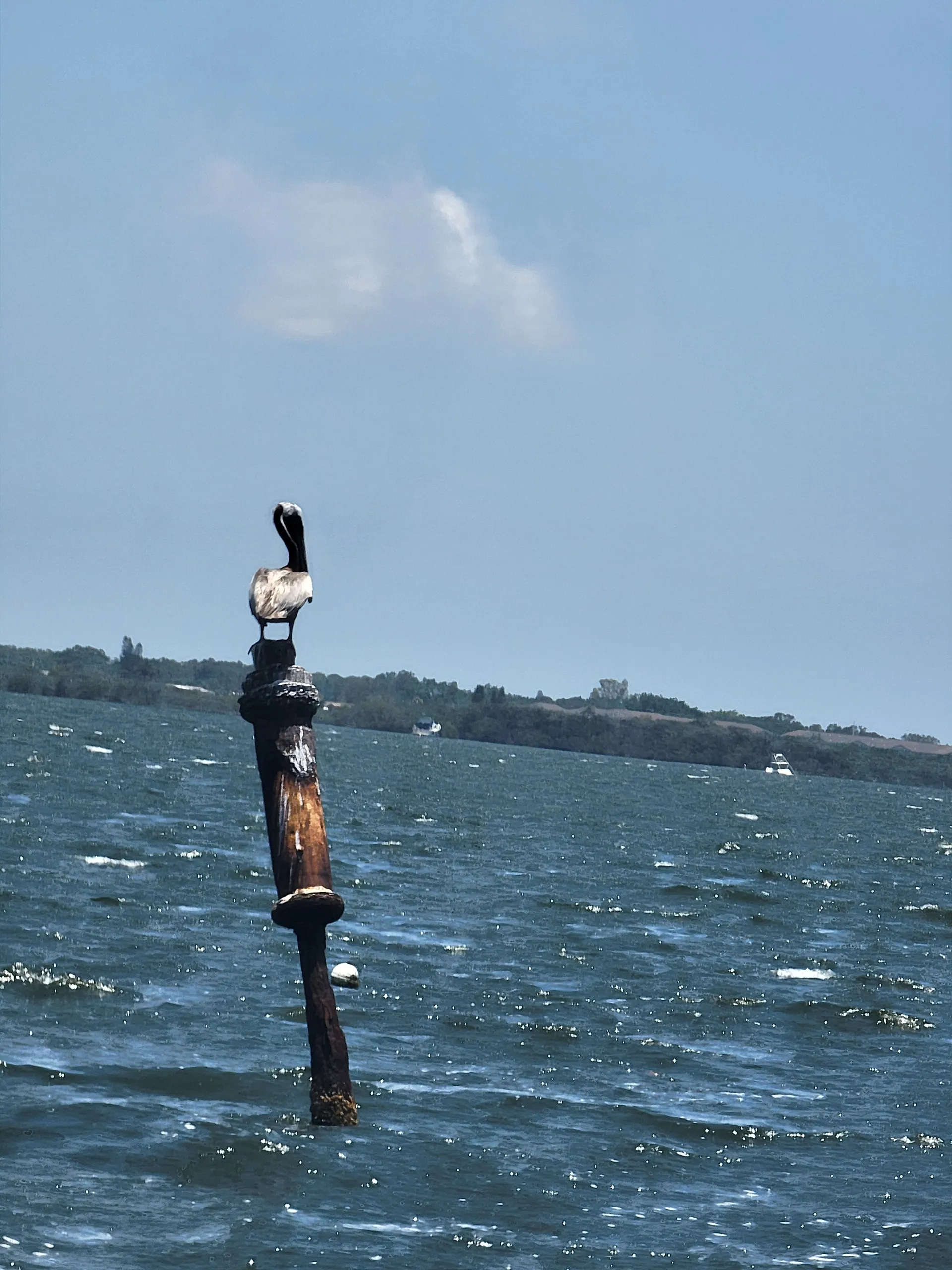 Luxury Boat Rentals | Explore Anna Maria Island in Style Newest in AMI