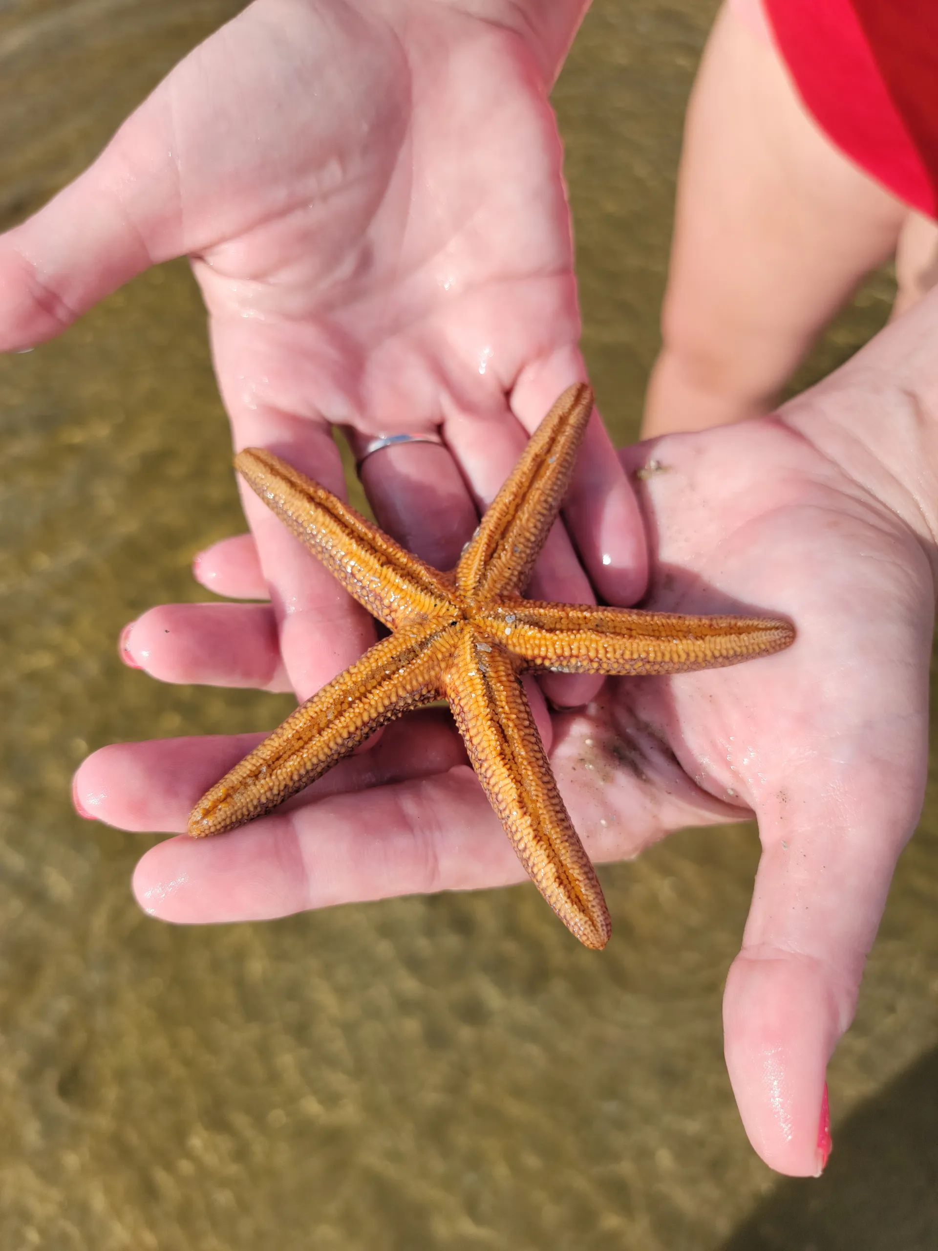 Luxury Boat Rentals | Explore Anna Maria Island in Style Newest in AMI