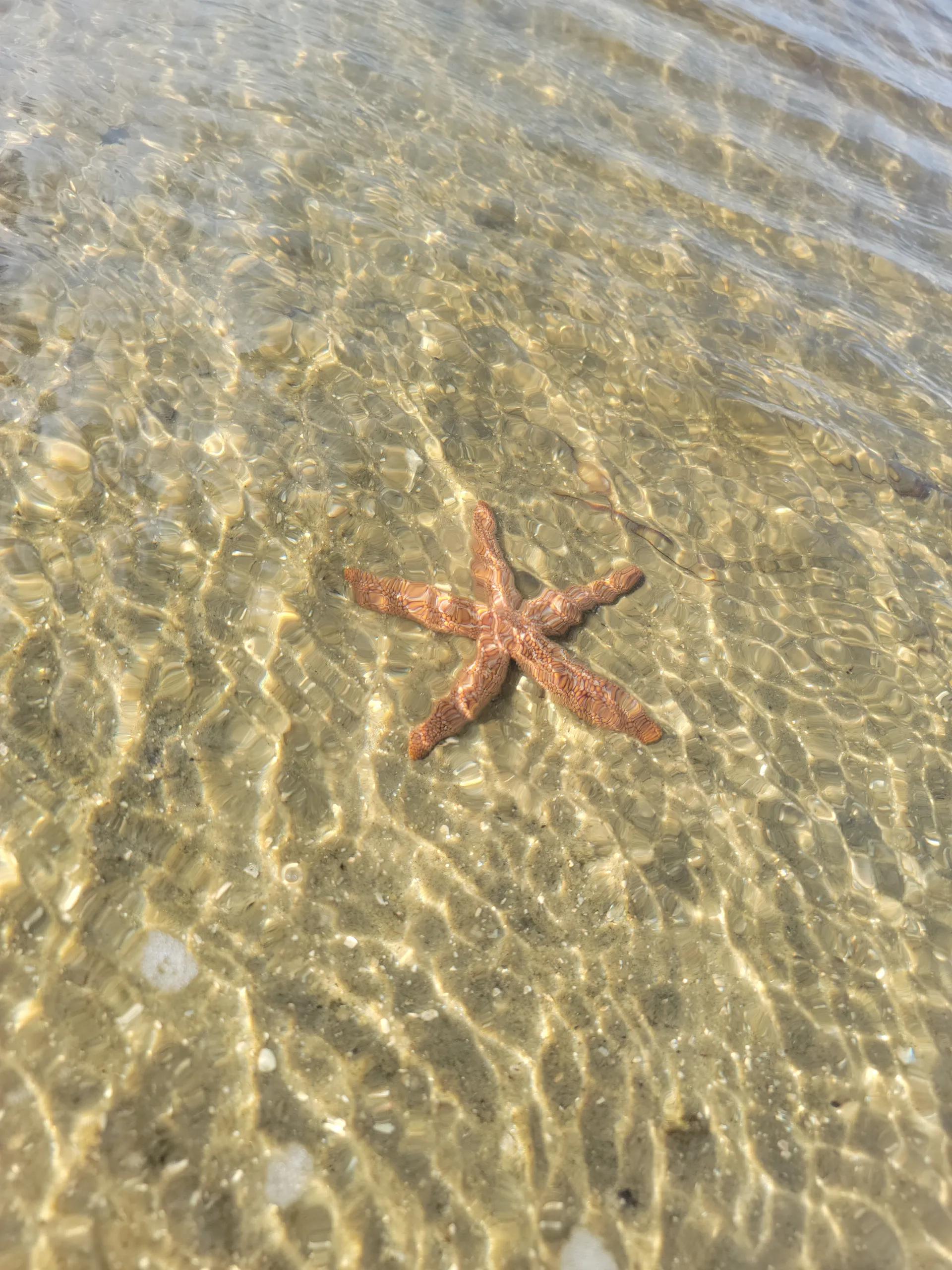 Luxury Boat Rentals | Explore Anna Maria Island in Style Newest in AMI