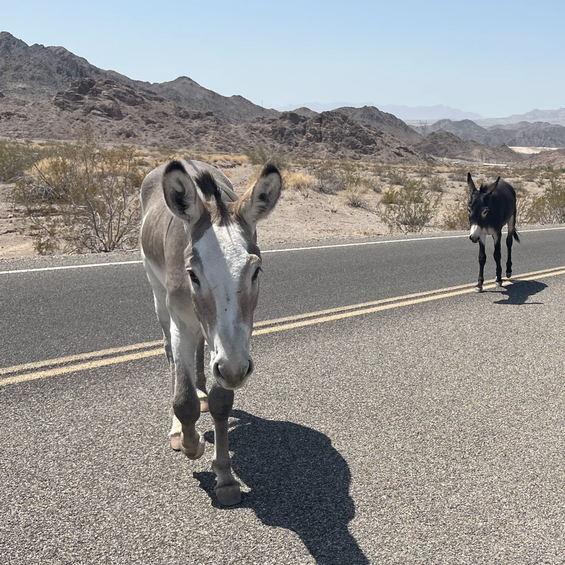 24’ Suncrusier Tri-toon 