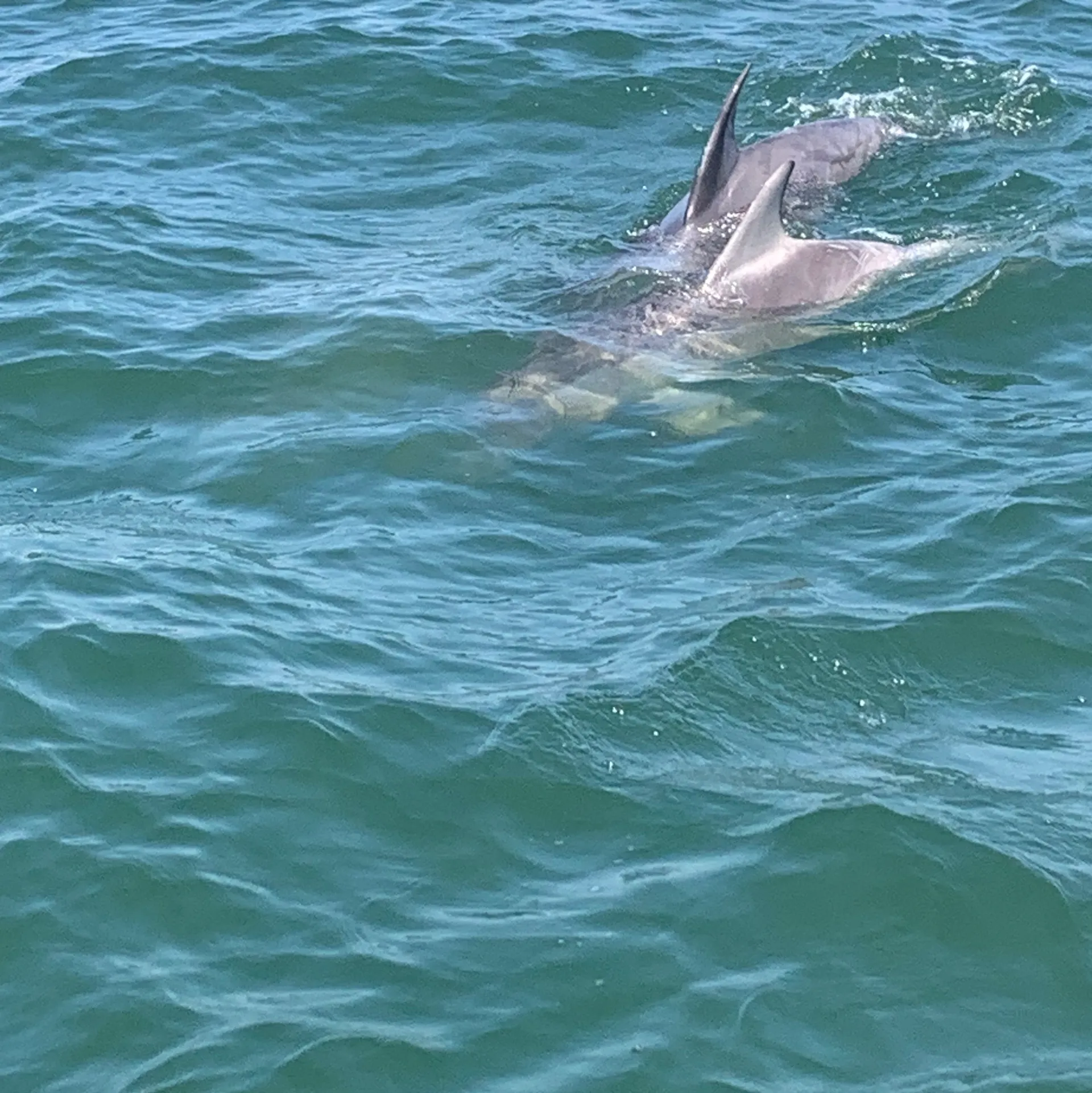 Coastal Adventures aboard the 2420 Robalo CC KindaMine