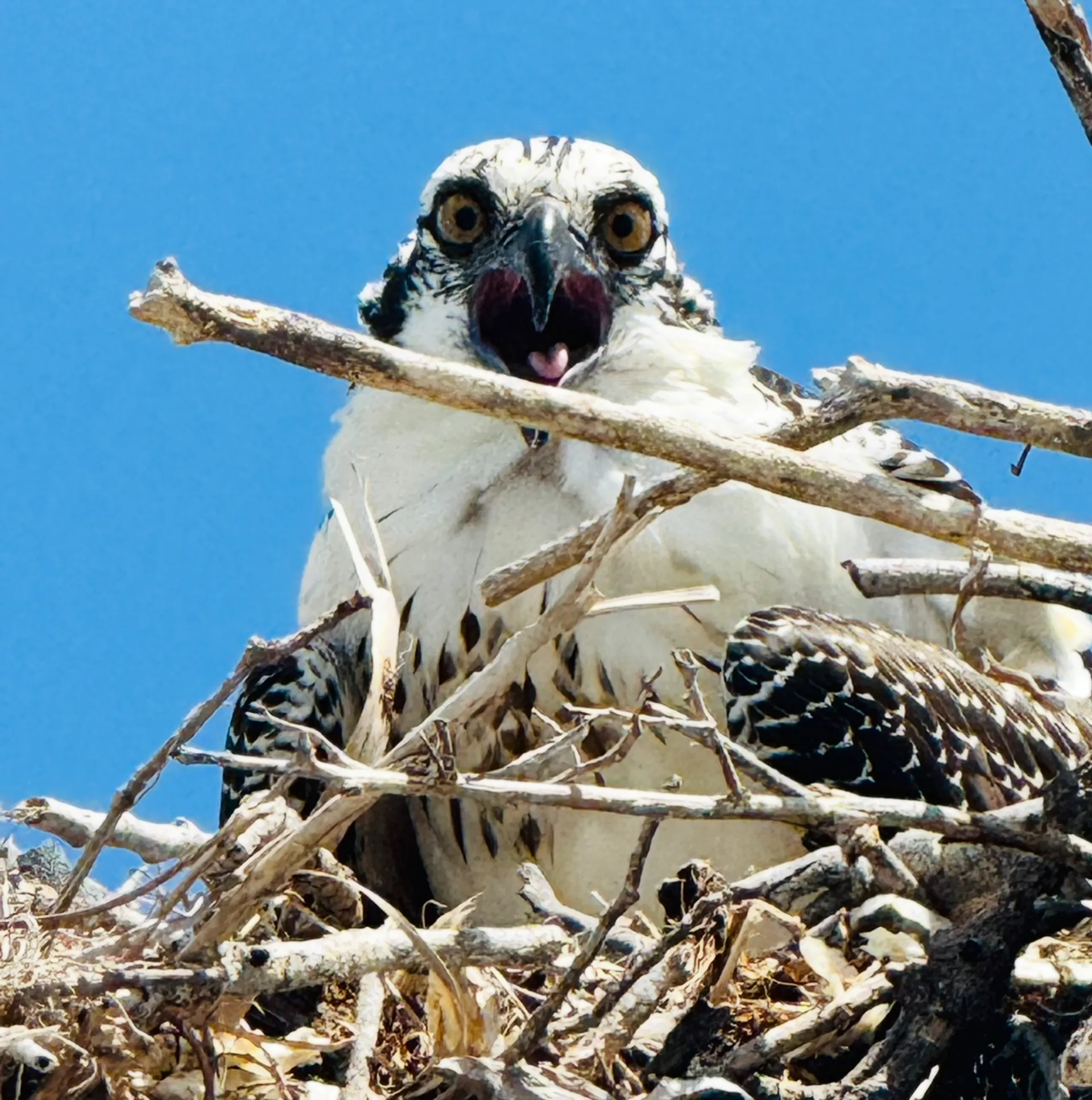 Scenic boat tour on 25-foot Sea Fox Commander
