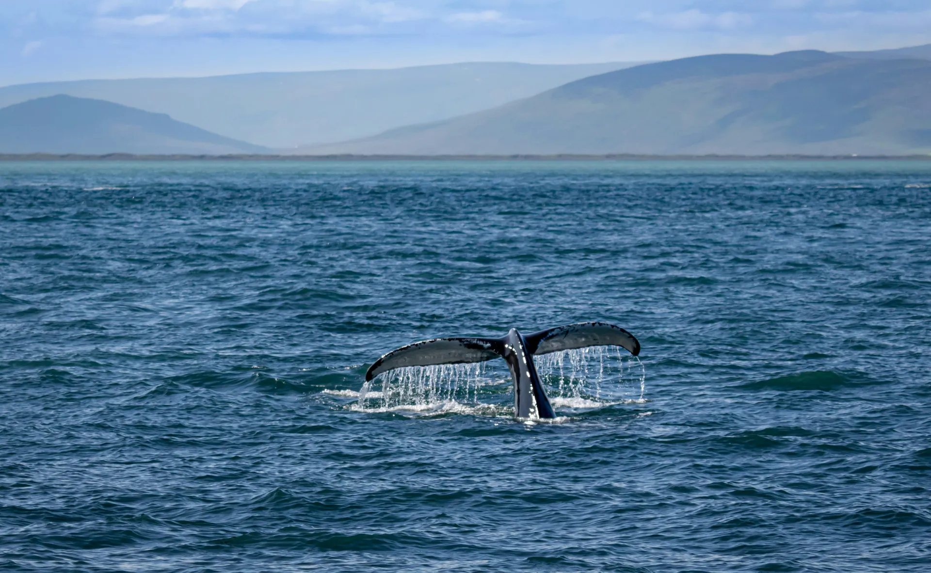Luxury Bay Sailing Experience – 41' Yacht, Comfortably Seats 10