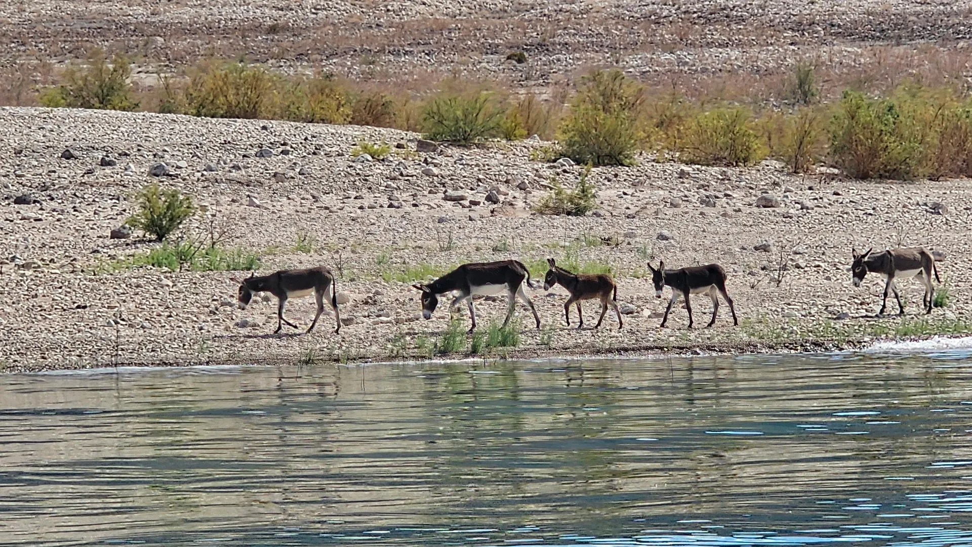 SUN TRACKER SPORTFISH 22 DLX in Boulder City, NV — photo 10