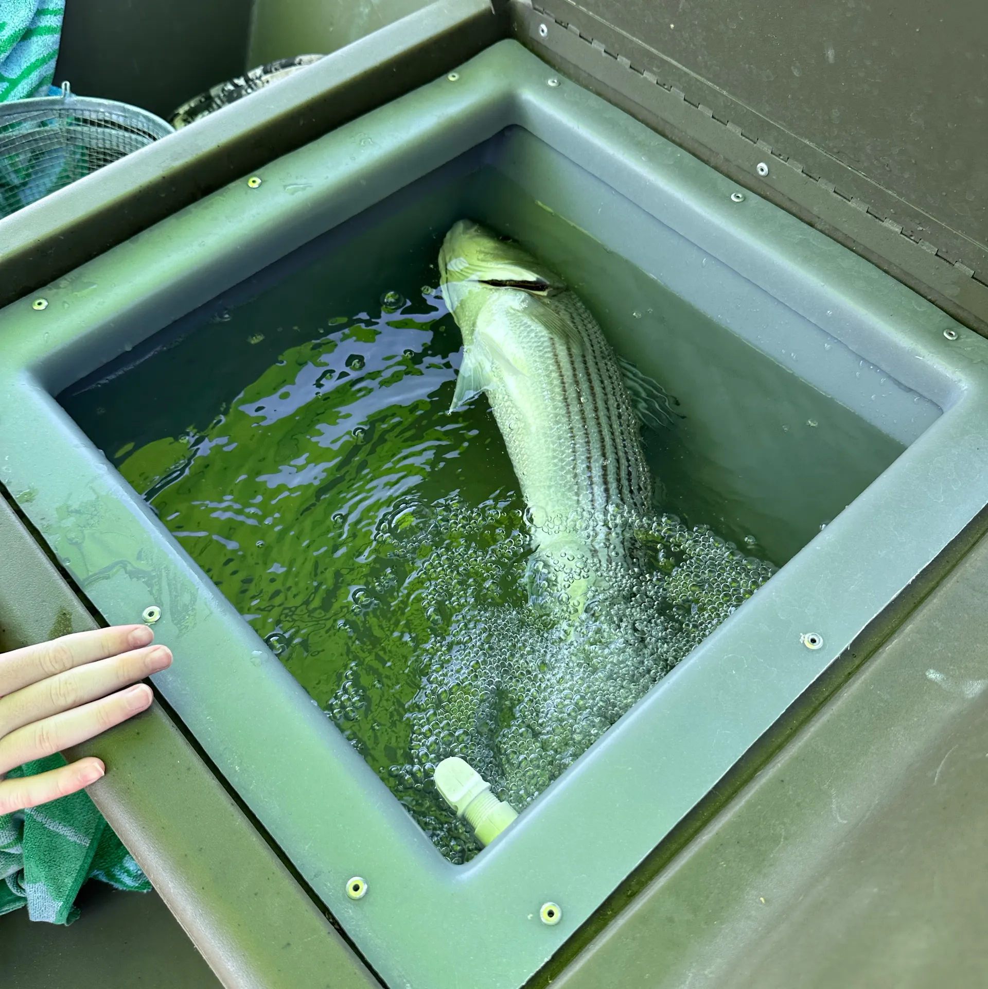 2022 Grizzly 1754 - Perfect for Bass Fishing and Exploring Havasu