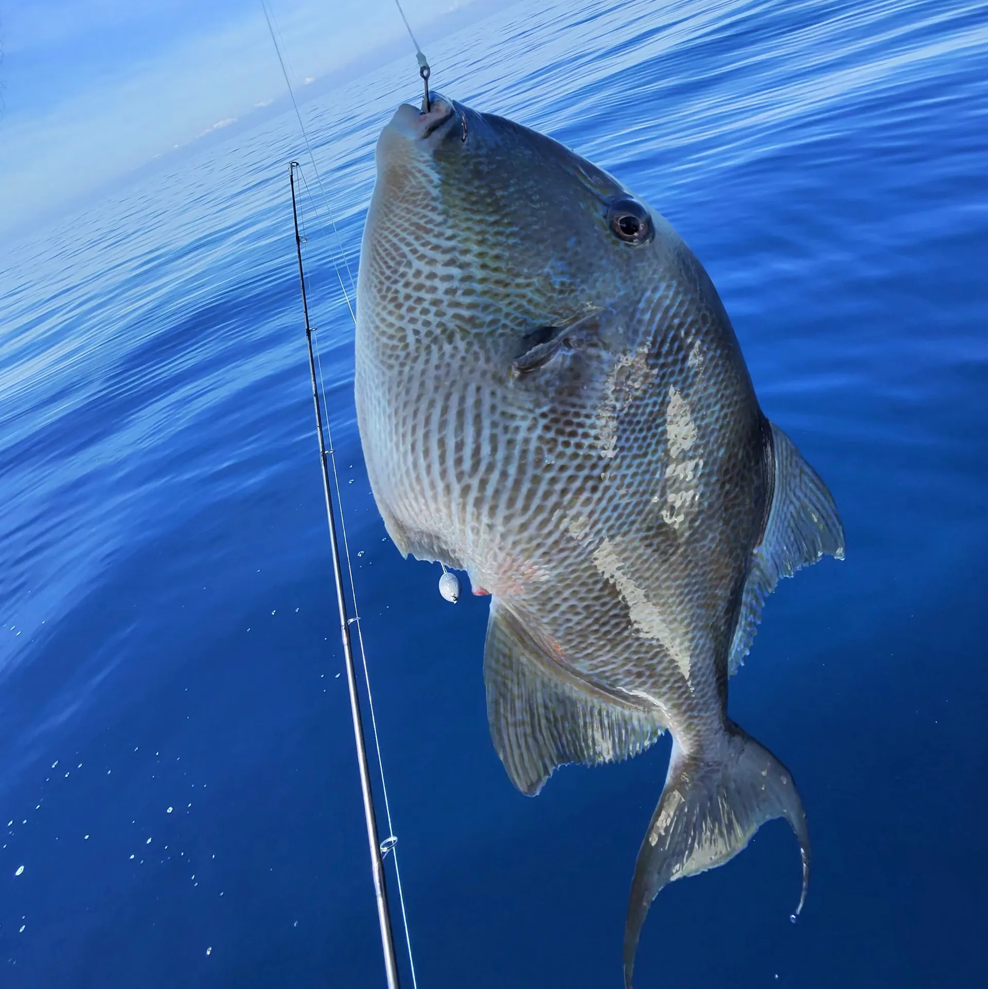 Charter Fishing / Crab Island - Captain Included! 