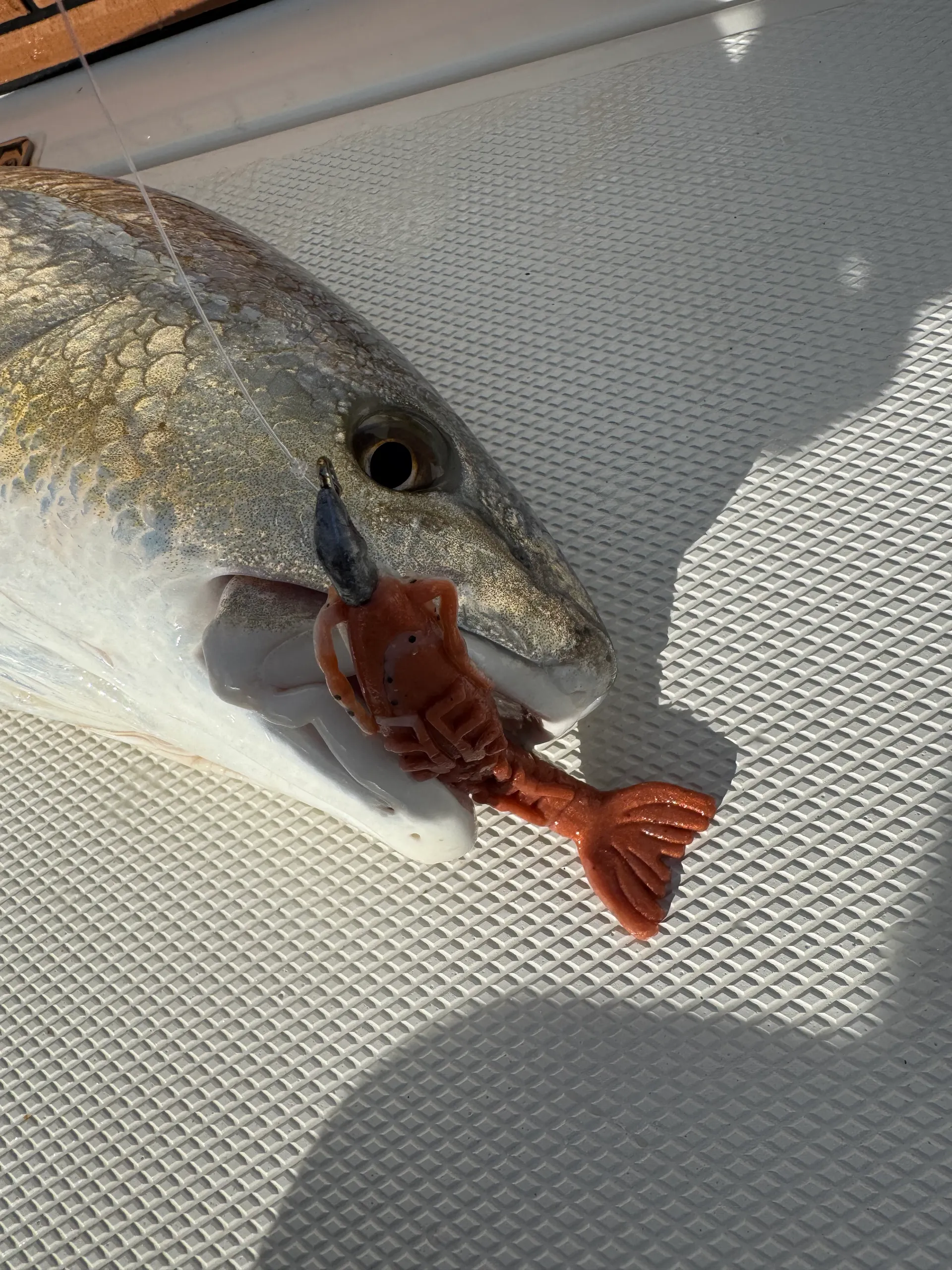 Clear Lake and Galveston Bay Excursions  