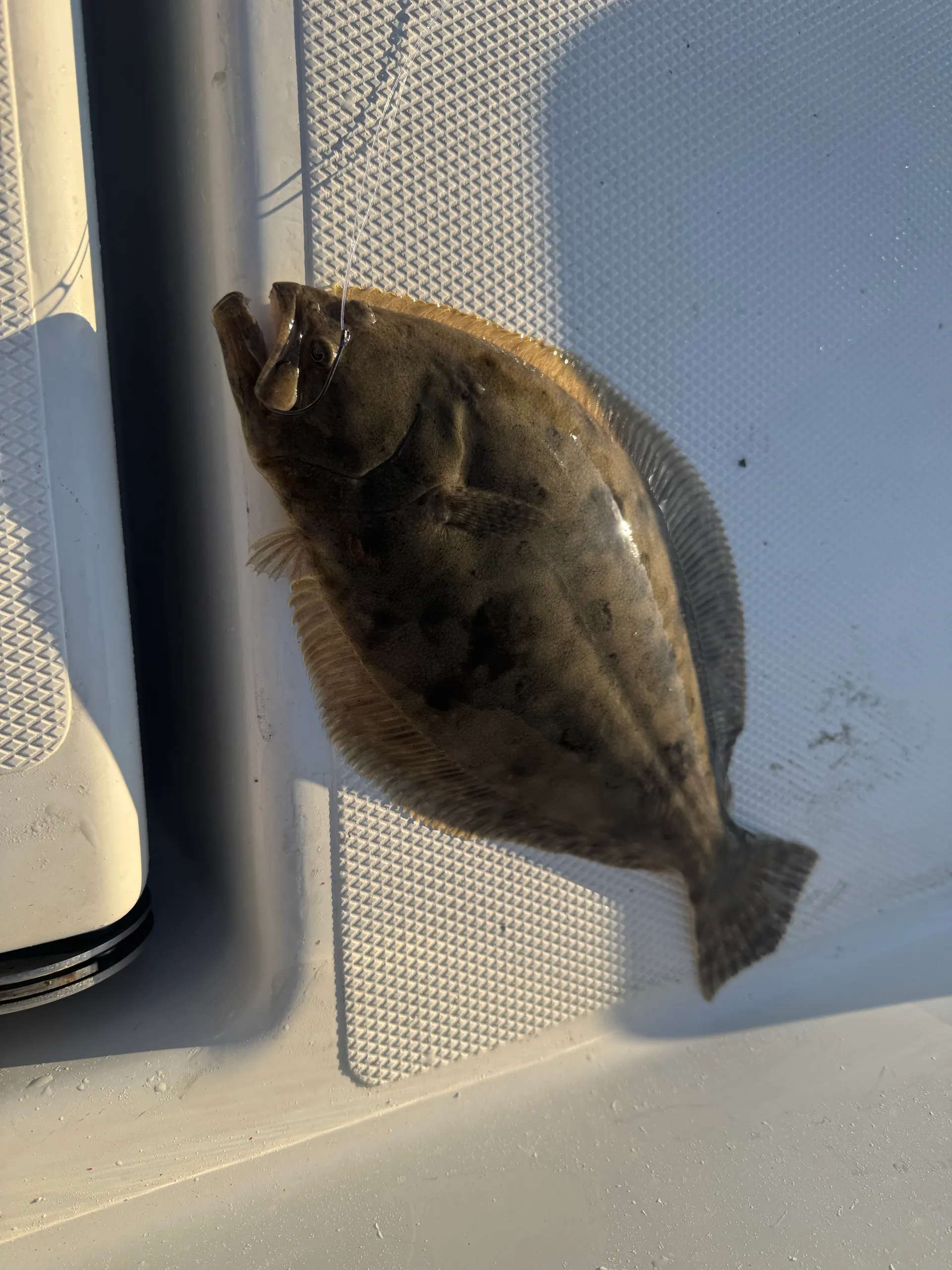 Clear Lake and Galveston Bay Excursions  