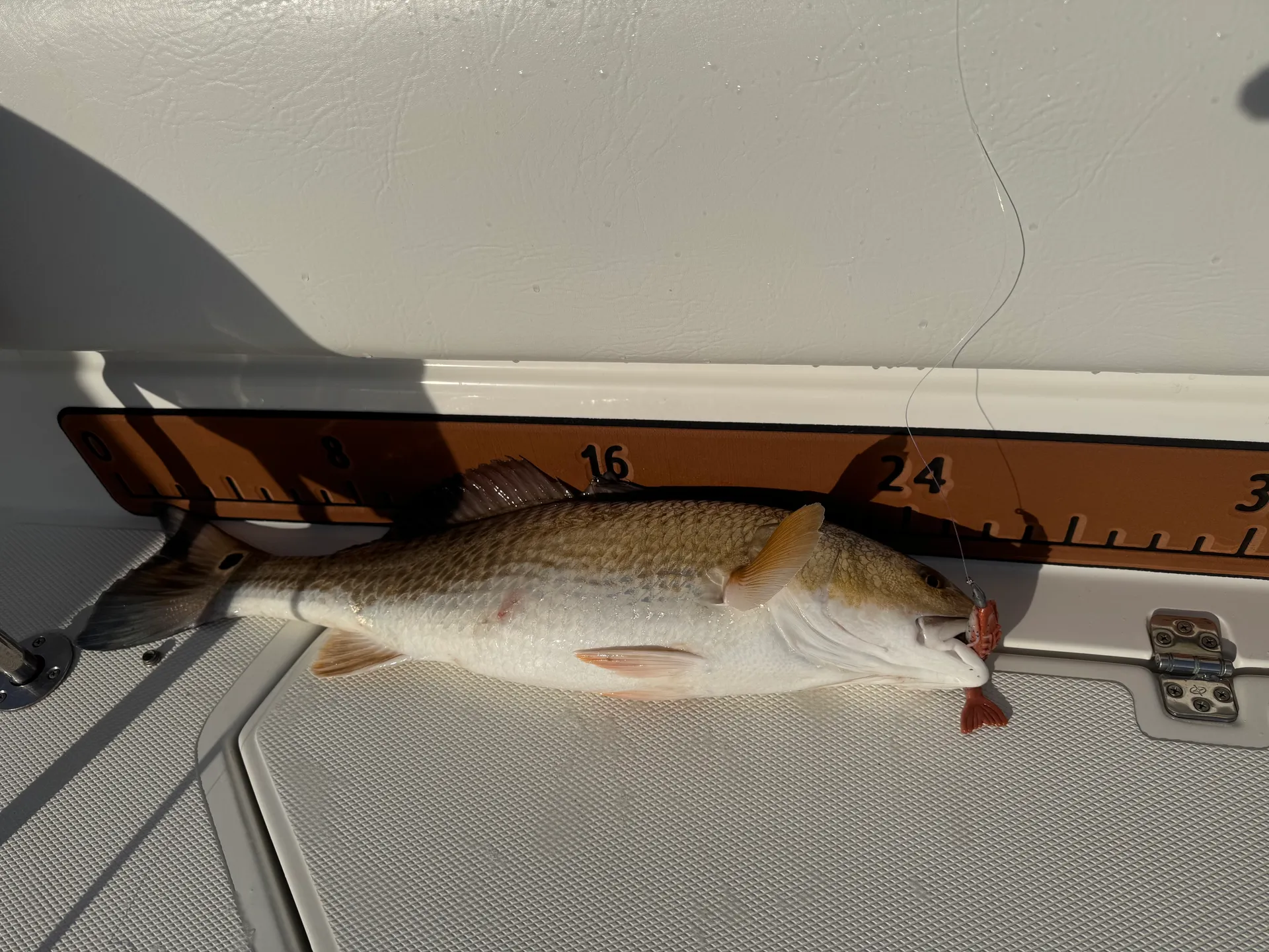 Clear Lake and Galveston Bay Excursions  