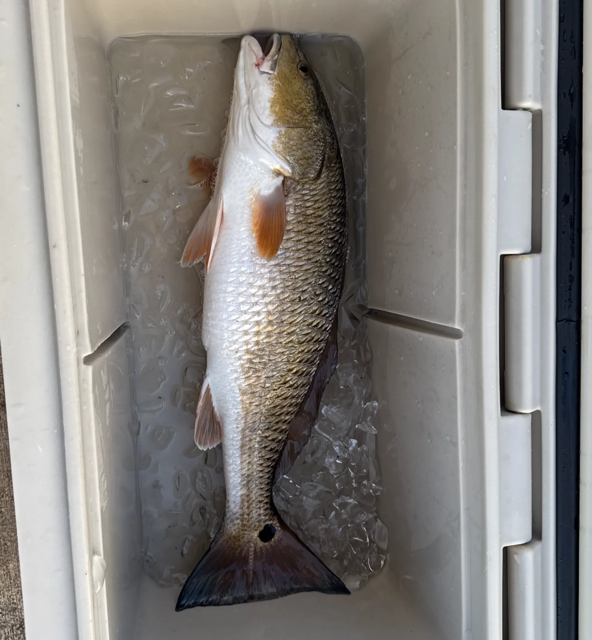 Clear Lake and Galveston Bay Excursions  