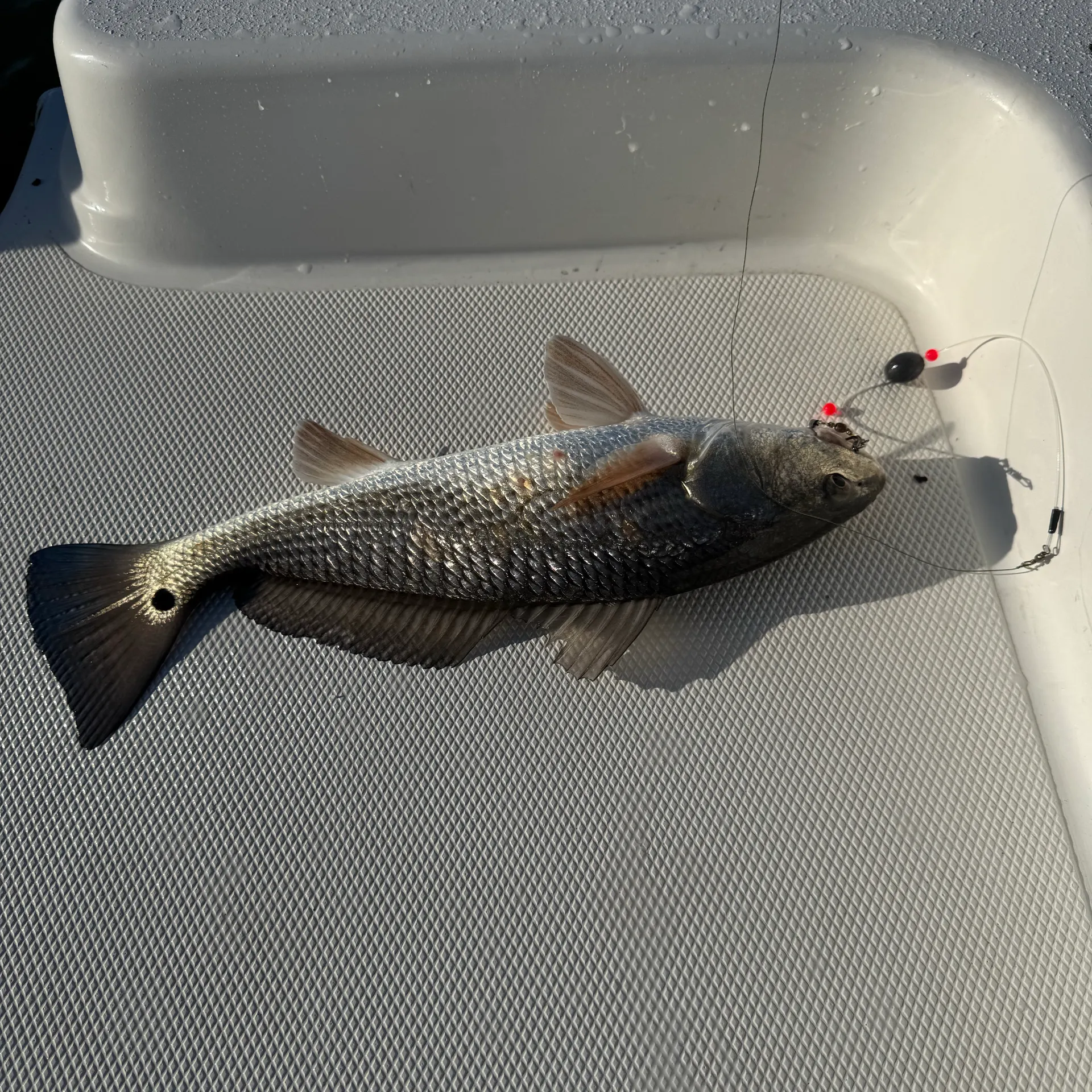 Clear Lake and Galveston Bay Excursions  