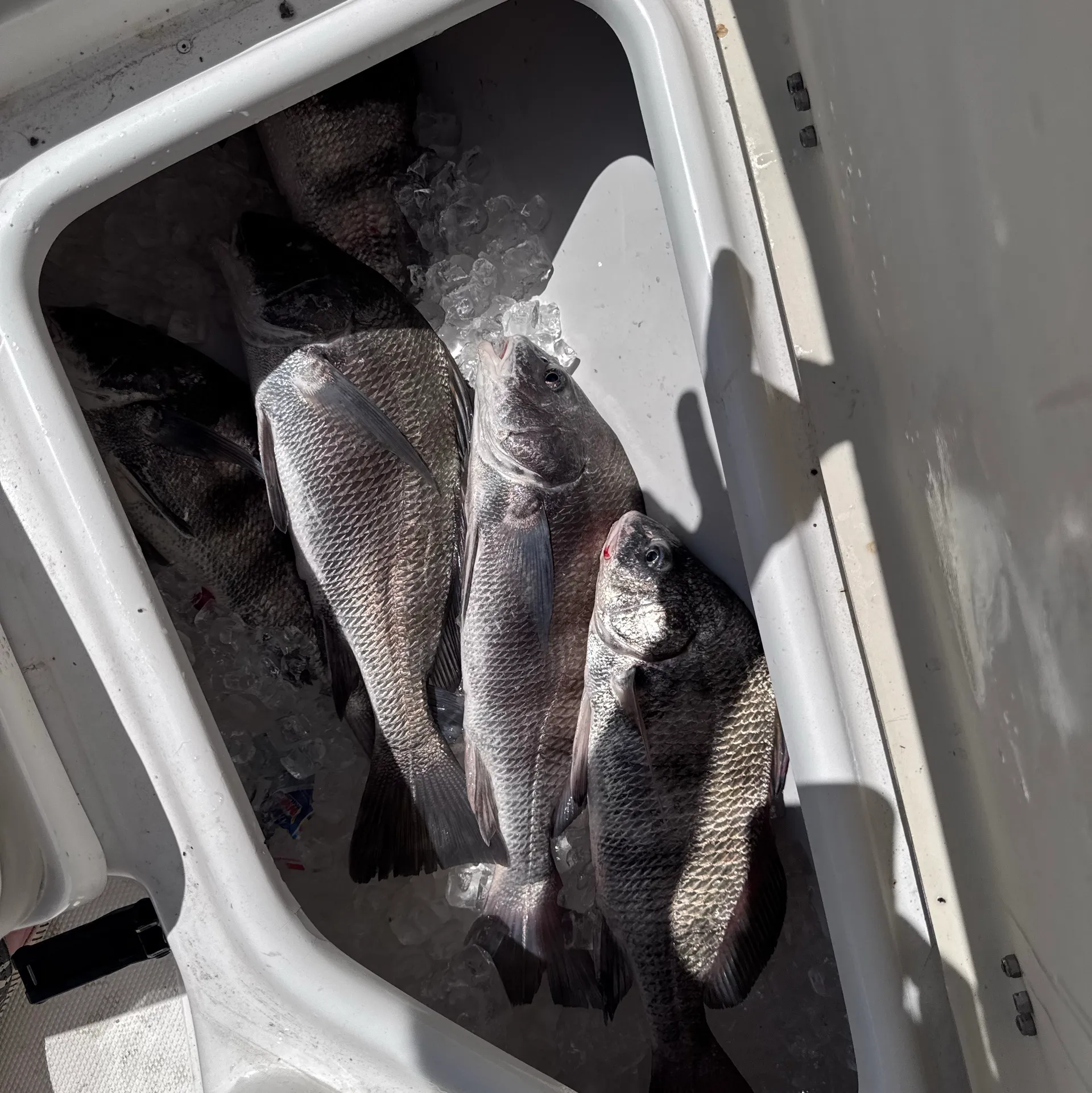 Clear Lake and Galveston Bay Excursions  