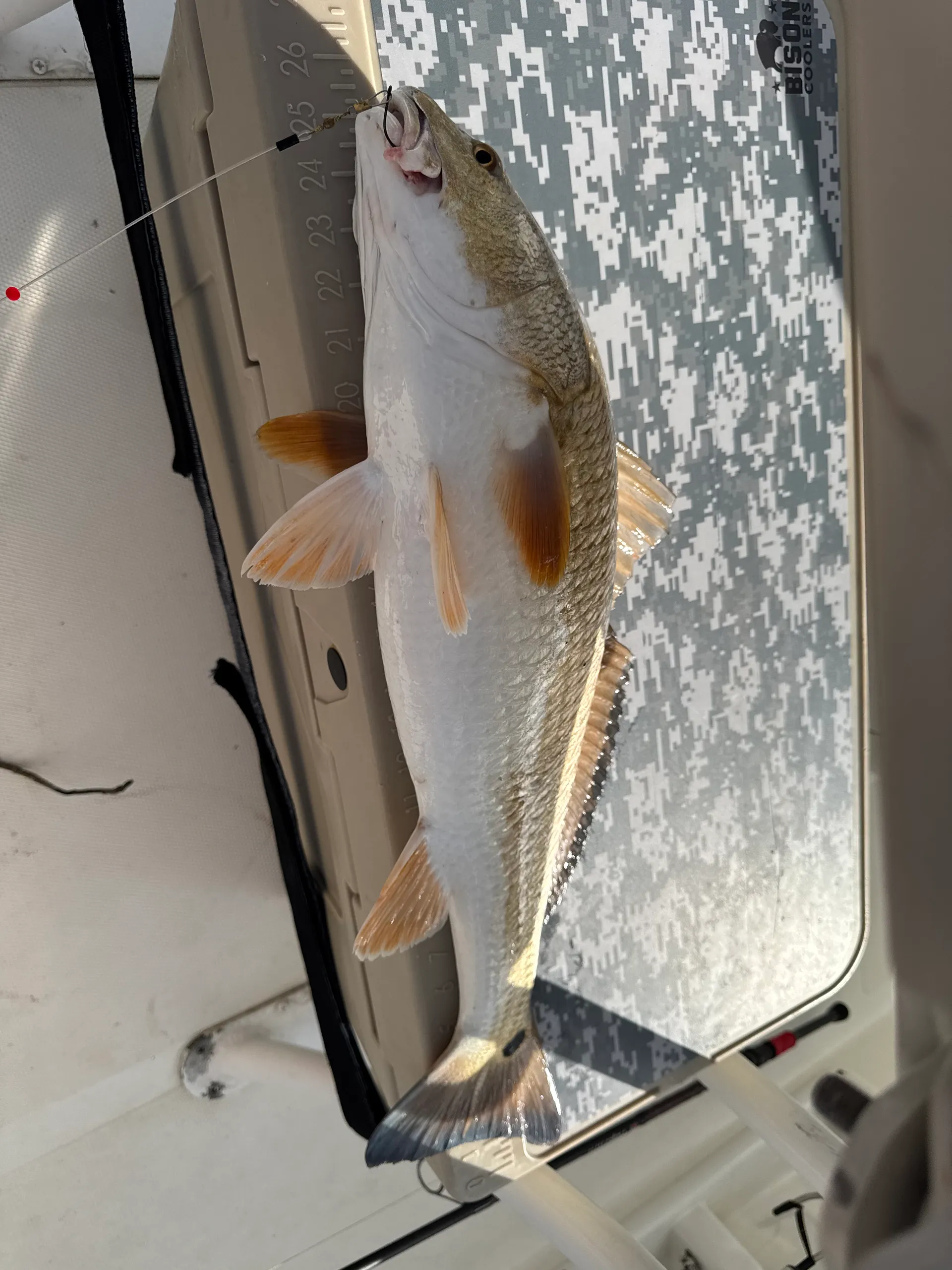 Clear Lake and Galveston Bay Excursions  