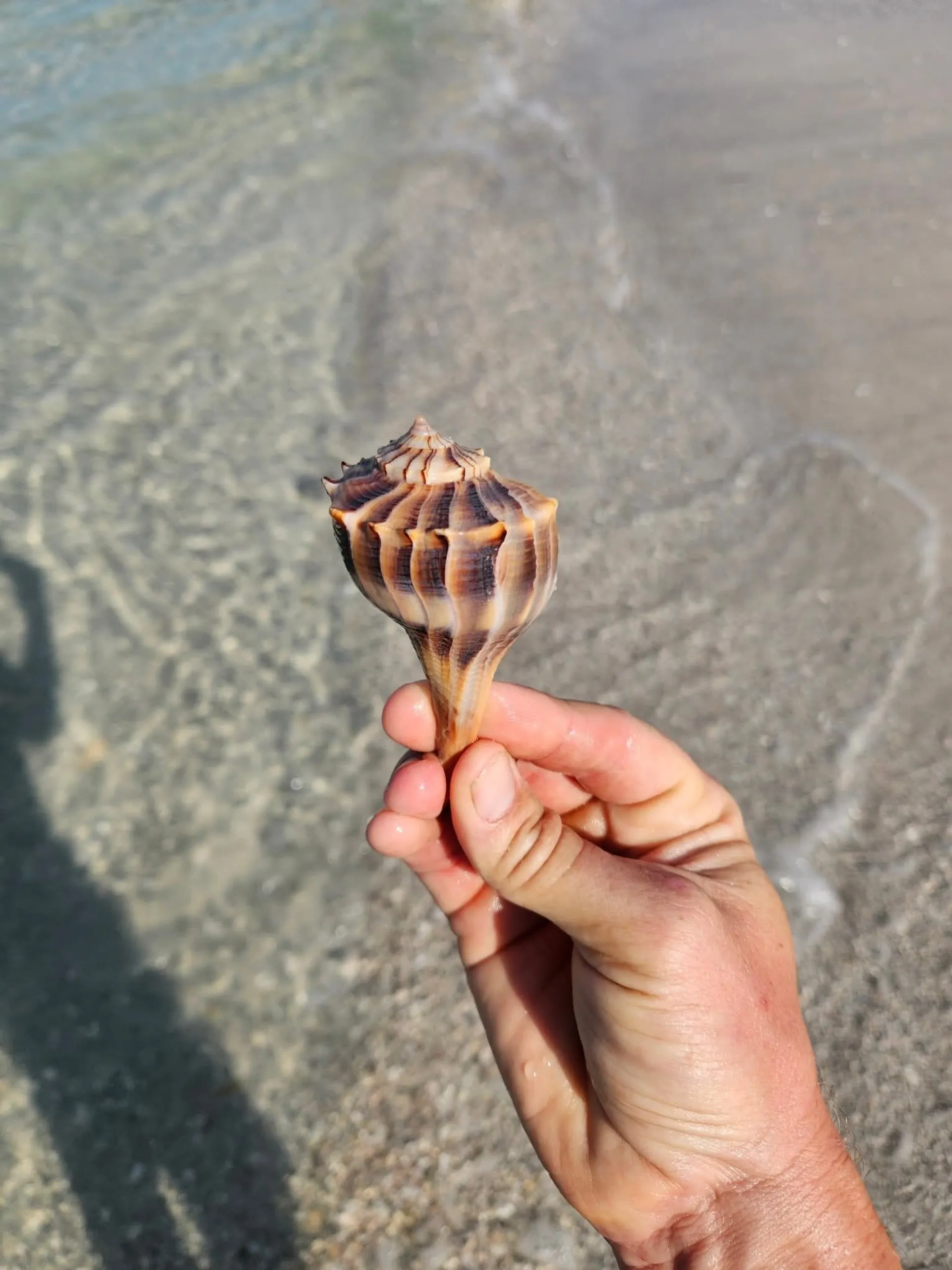 Boat tour for watersports, snorkeling, shelling, dolphins and sunsets 