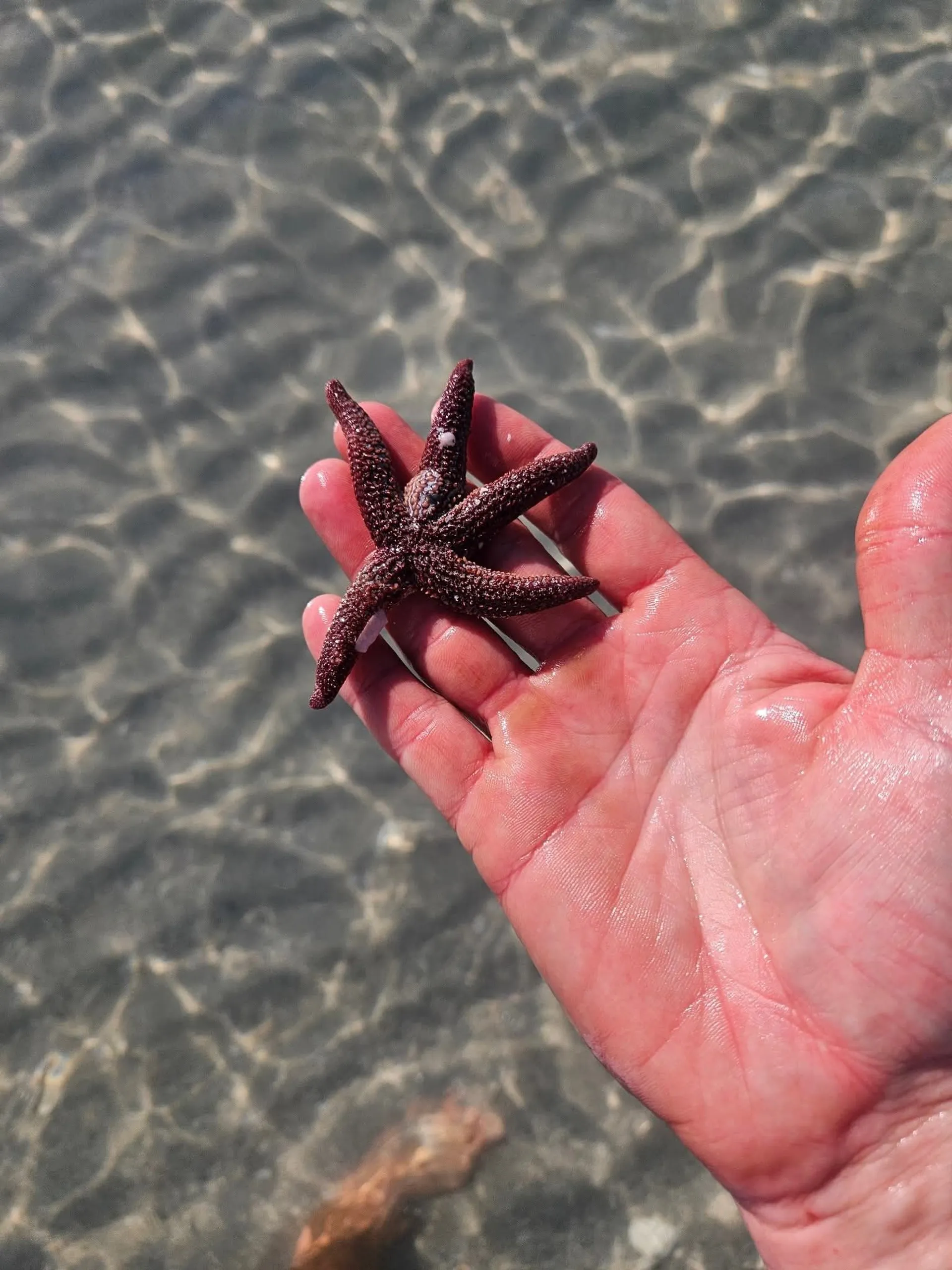 Boat tour for watersports, snorkeling, shelling, dolphins and sunsets 