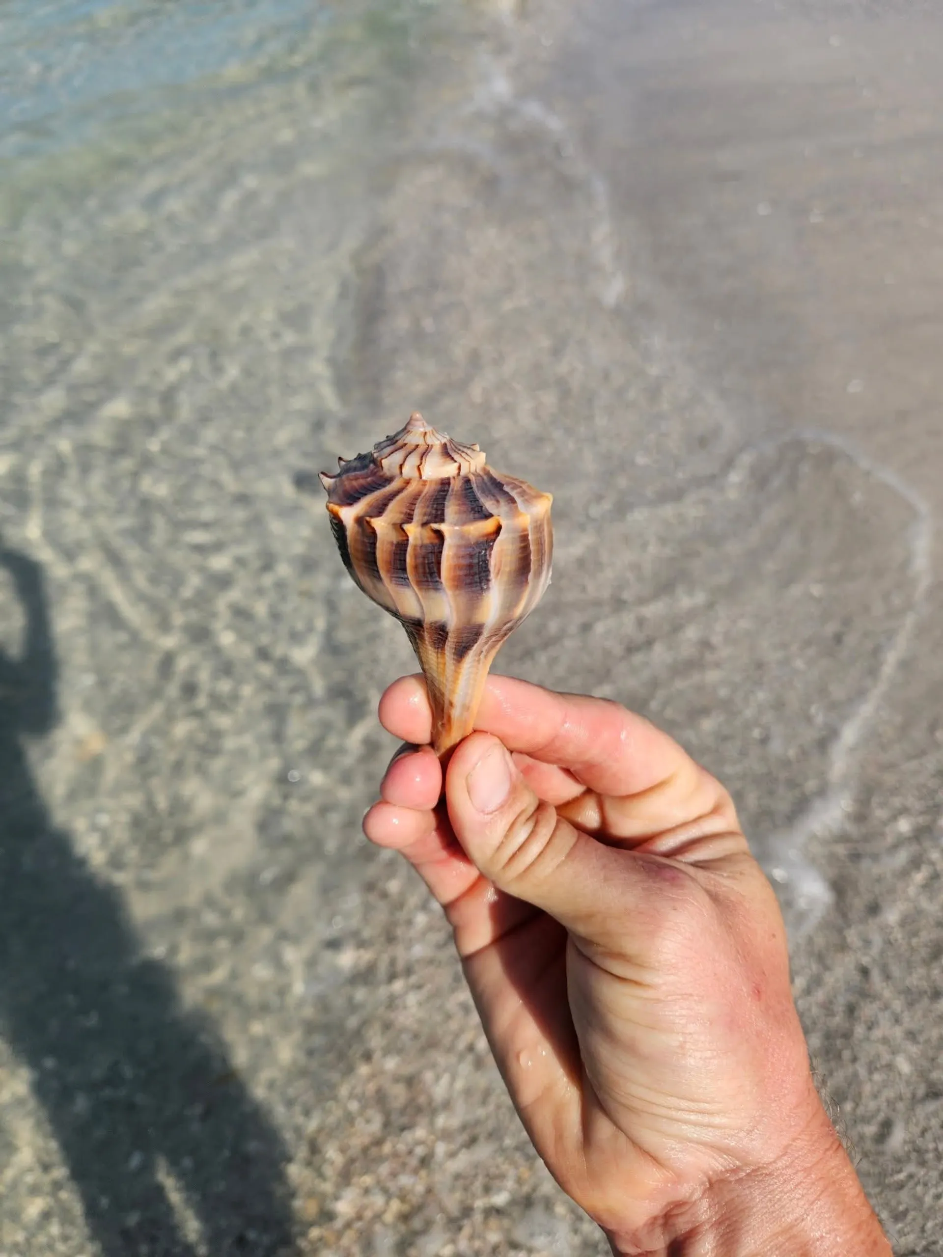 Boat tour for watersports, snorkeling, shelling, dolphins and sunsets 