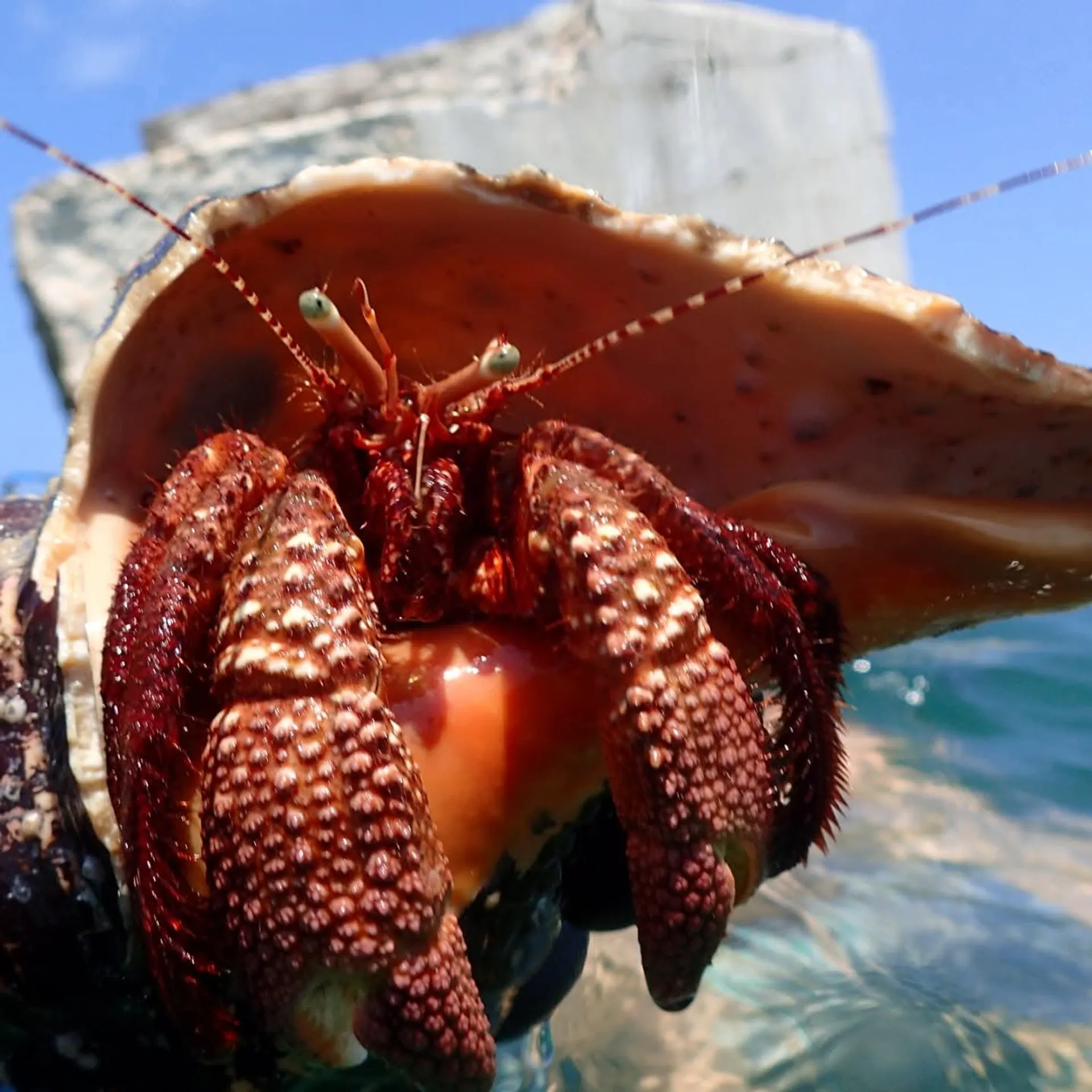 Boat tour for watersports, snorkeling, shelling, dolphins and sunsets 