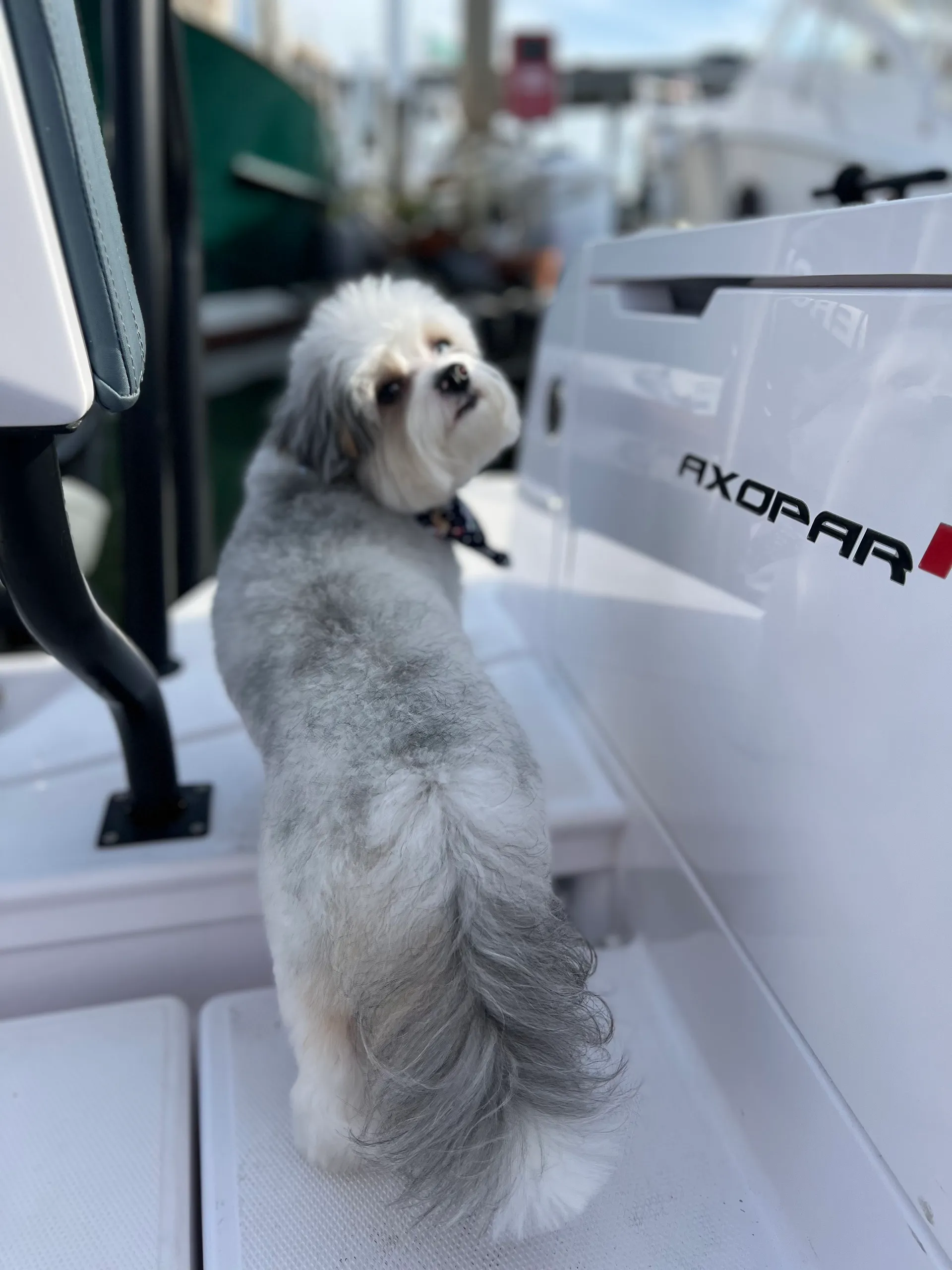 Brabus Axopar 37 Suntop up to 13 guests w/Restroom A/C and heat