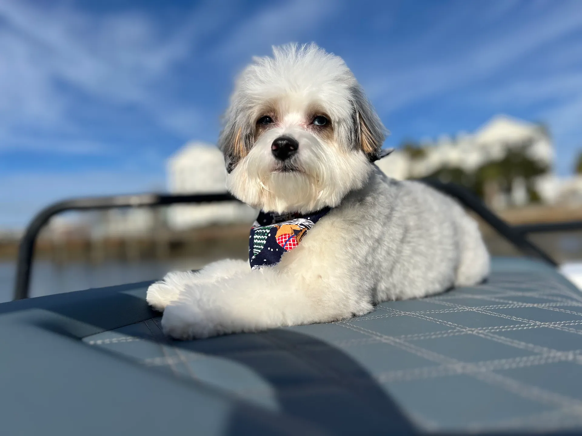 Brabus Axopar 37 Suntop up to 13 guests w/Restroom A/C and heat