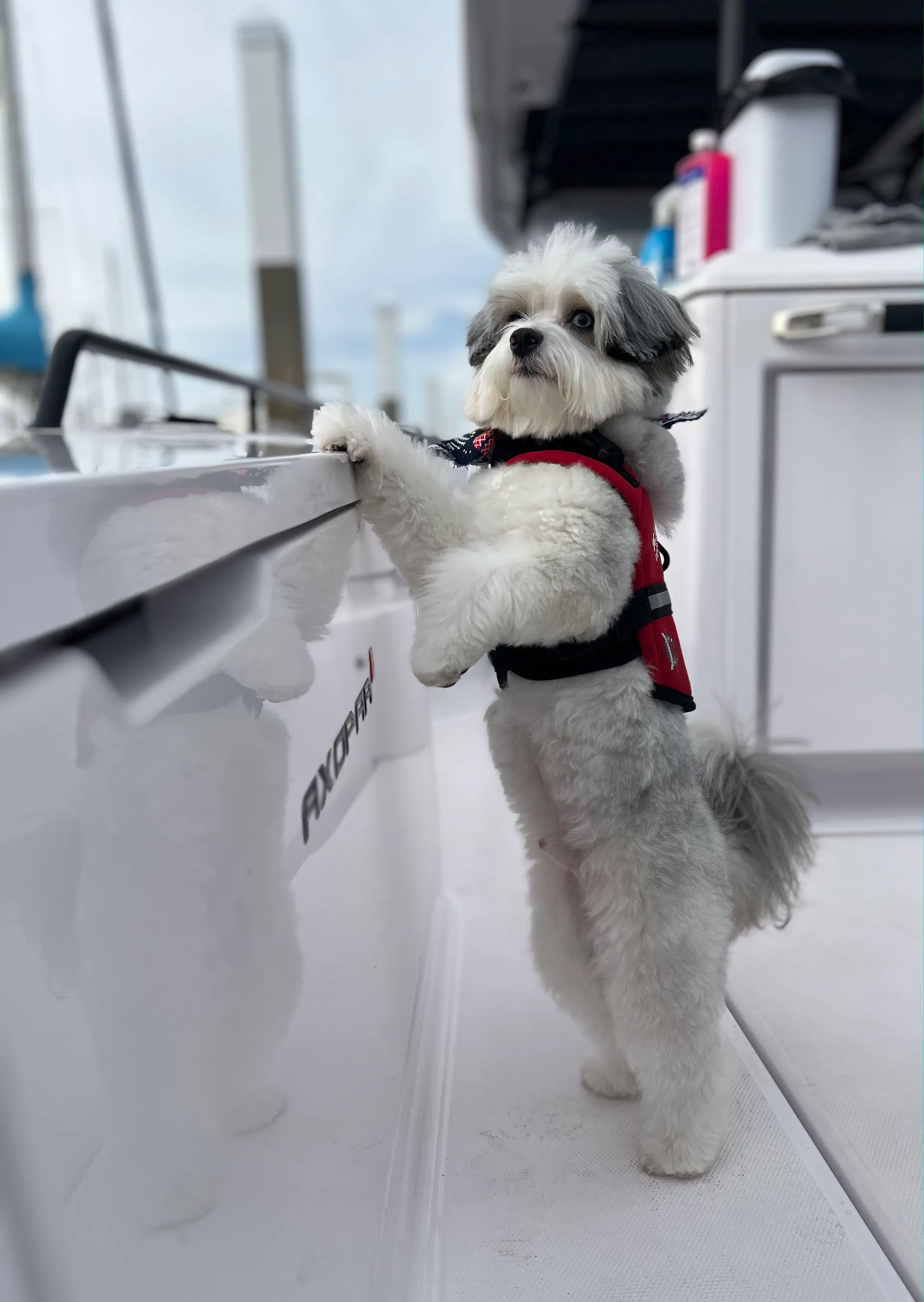 Brabus Axopar 37 Suntop up to 13 guests w/Restroom A/C and heat