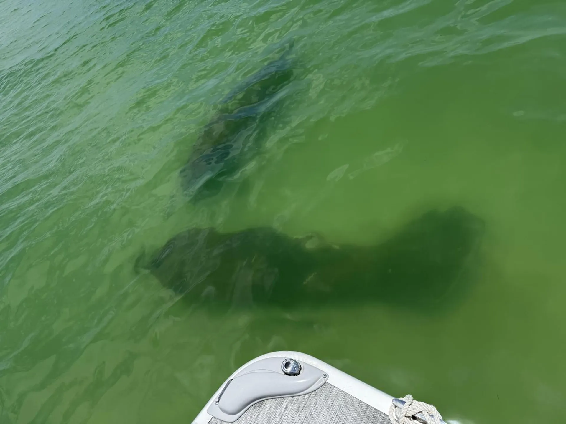 🚤 Bennington 2XL Pontoon | Cruise Anna Maria Island Like a Local