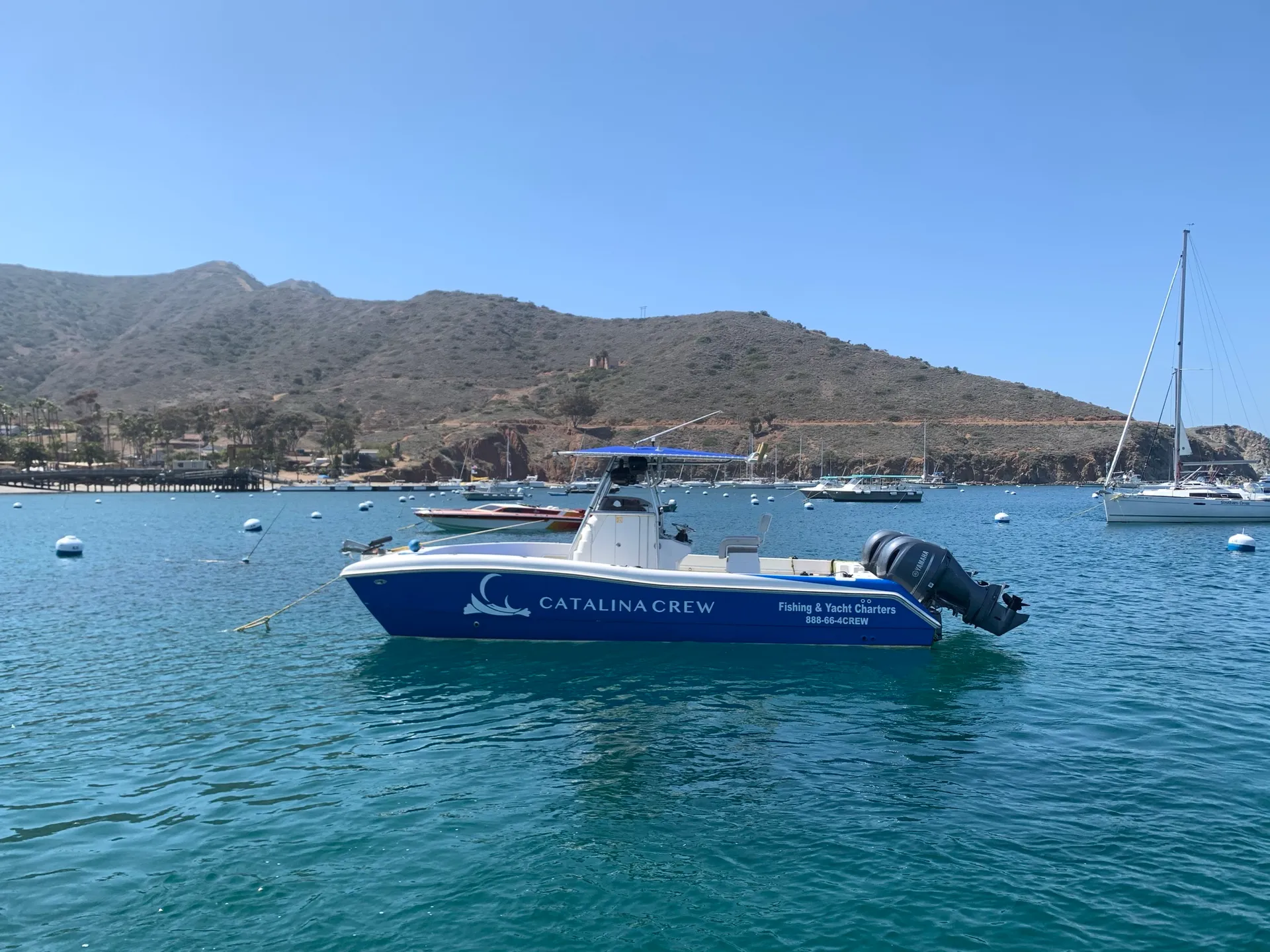 Personal CATALINA Ferry! Dolphin/Whale Watches and Coastal Cruises!