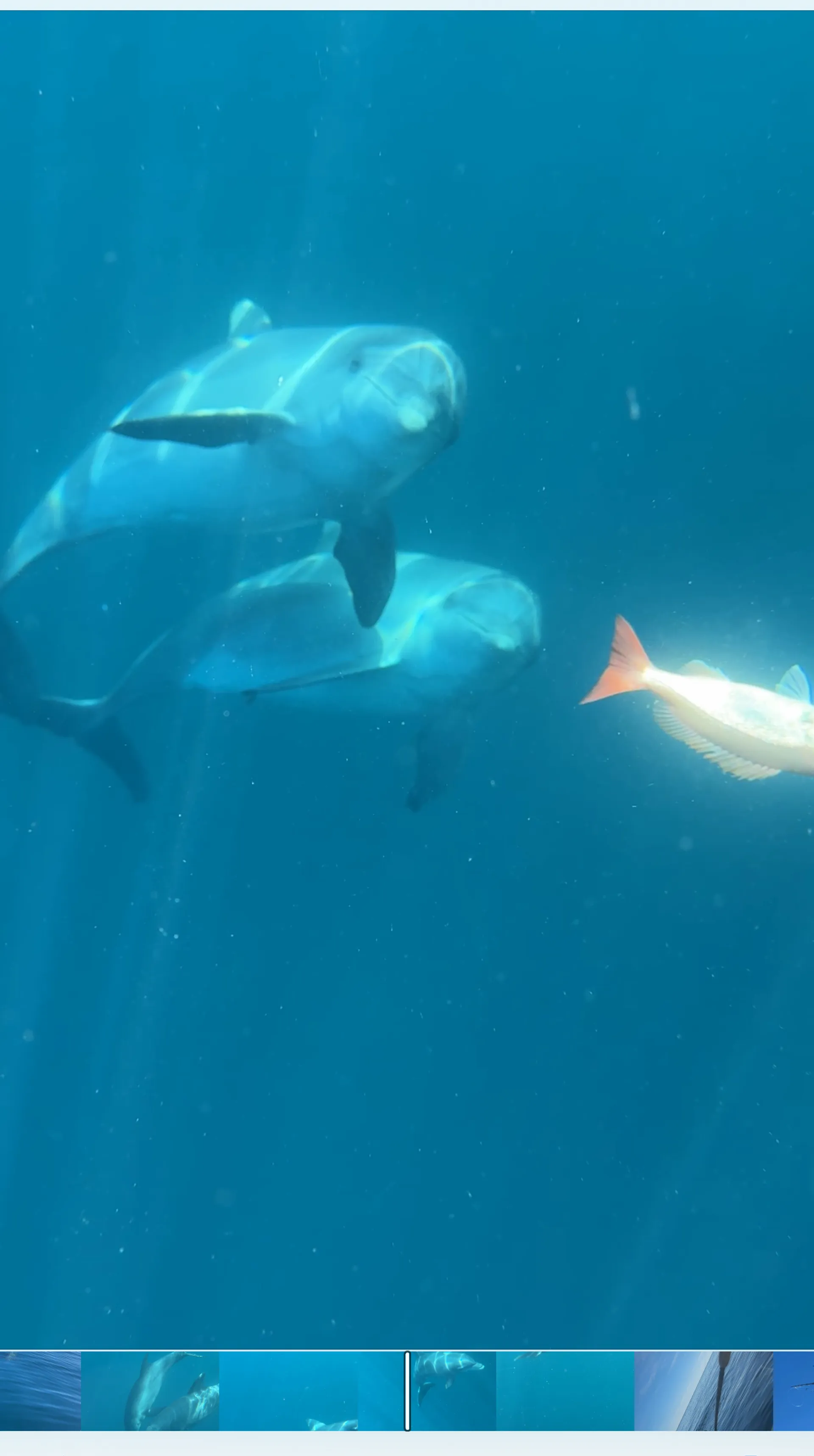 23’ Center Console : Fish/Cruise/Sandbar 