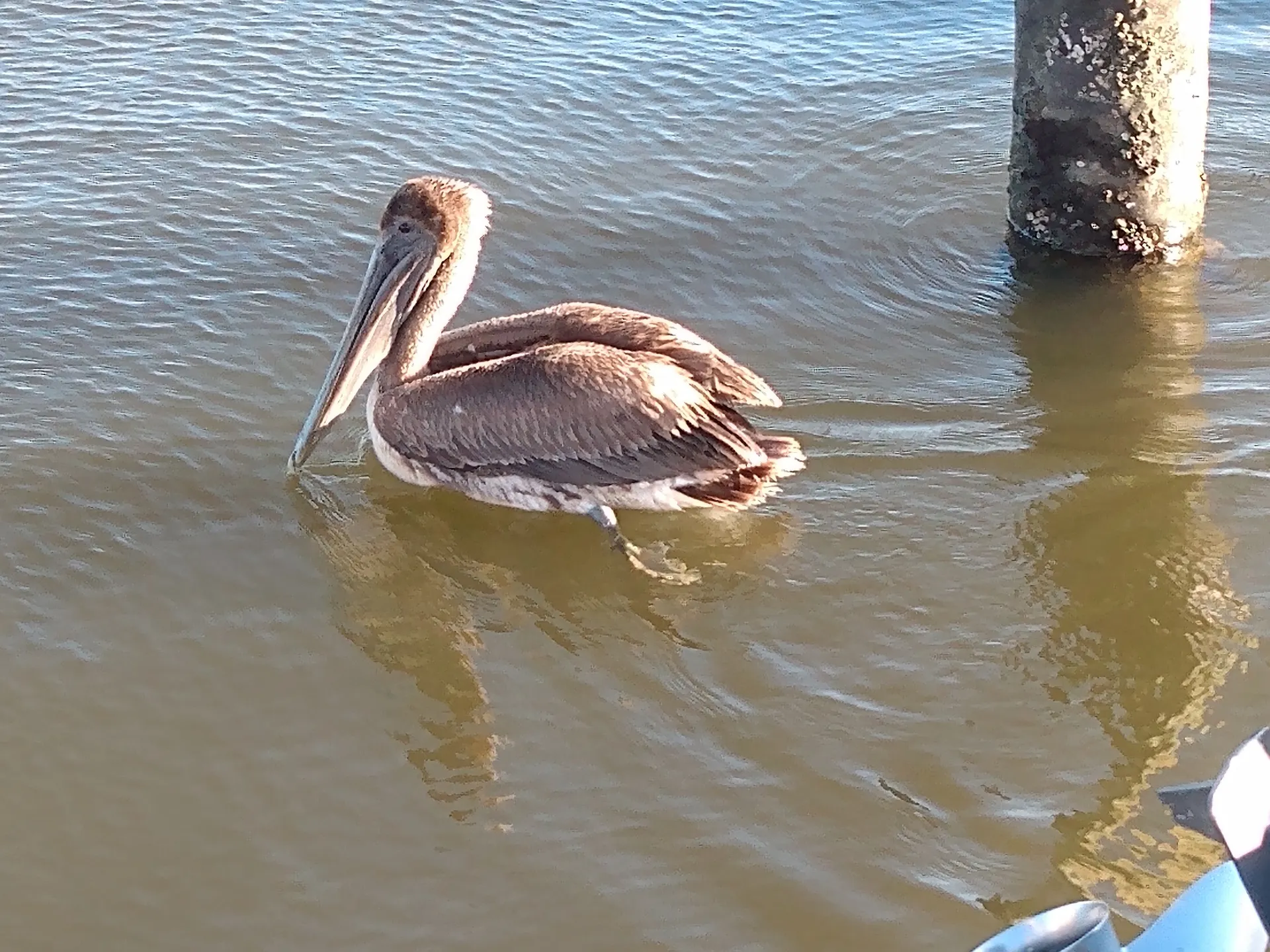 Deluxe 27' Tritoon w/ 300 HP Outboard in the heart of Naples