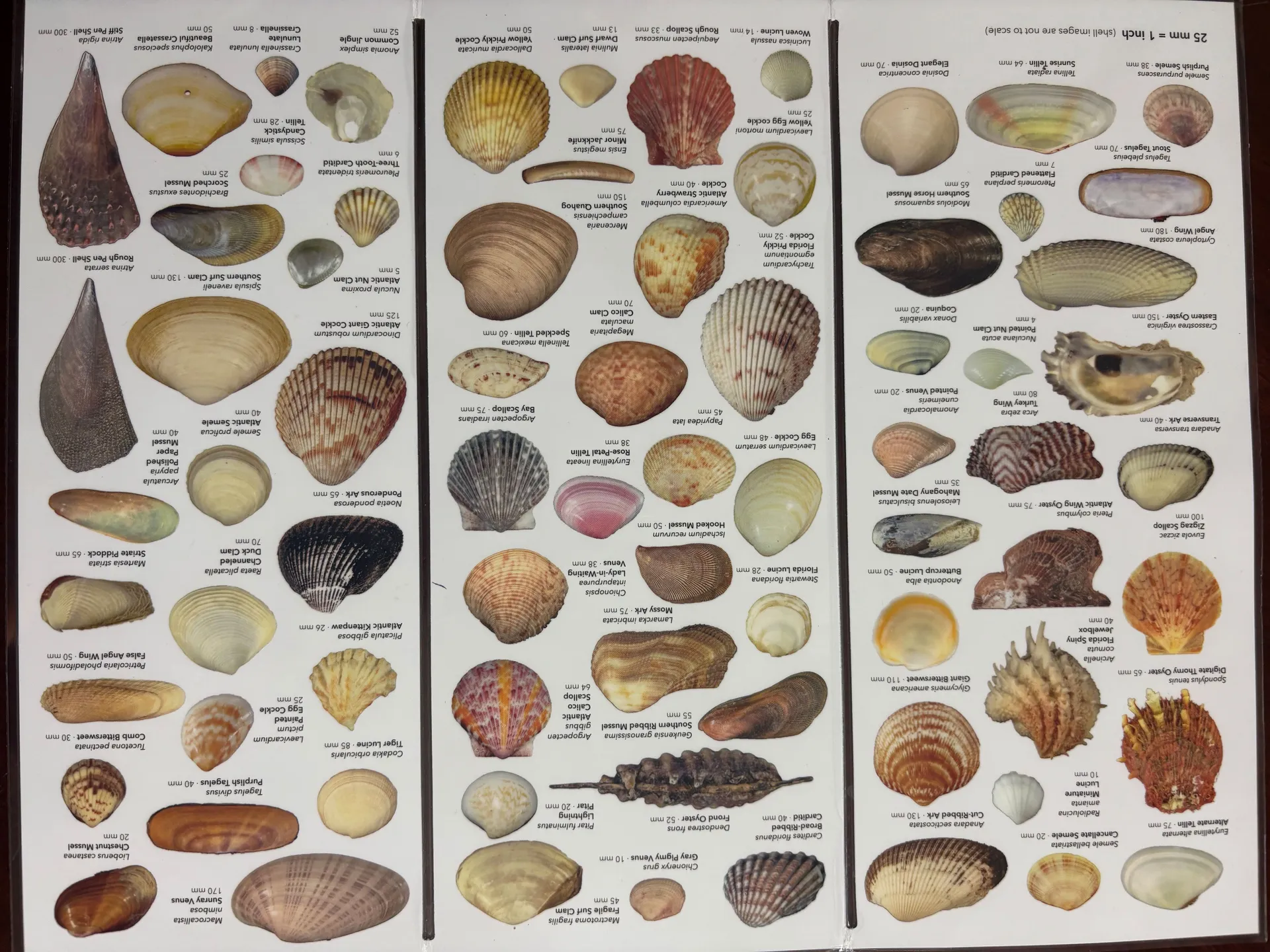 Deluxe 27' Tritoon w/ 300 HP Outboard in the heart of Naples