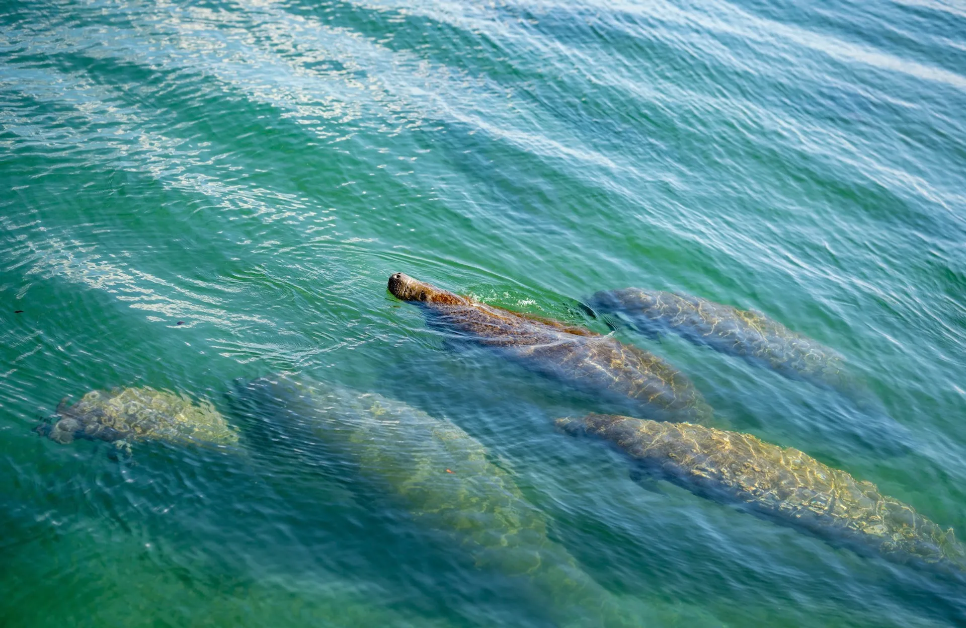 Luxury Sunset Cruises and Island Hopping