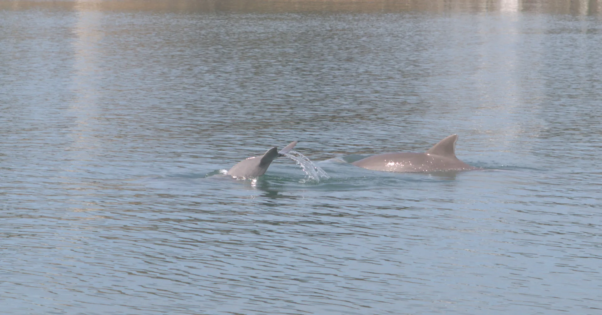 Adventures, sightseeing or fishing with Capt. Jaime on 22' Bay rider 