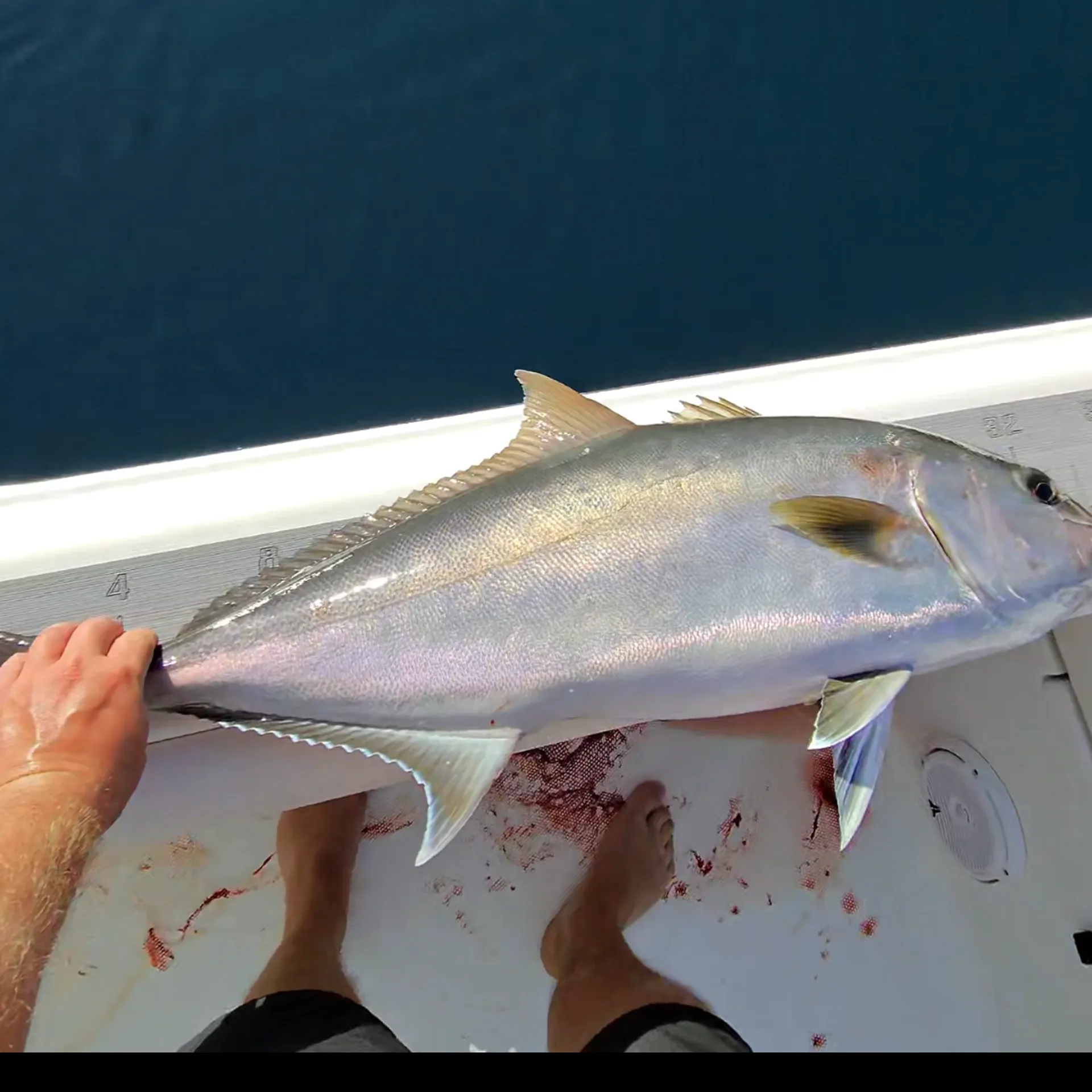 Charter Fishing / Crab Island - Captain Included! 