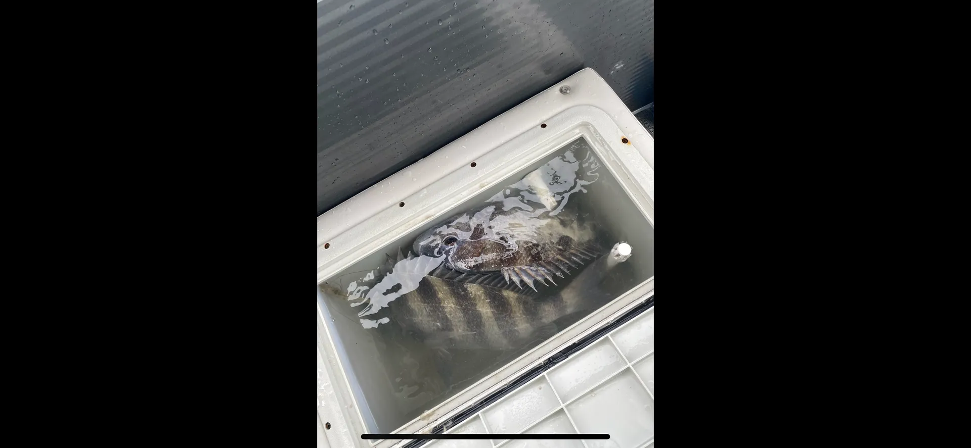 The Sunny Catch Fishing Pontoon: Comfort, Catch, Cruise