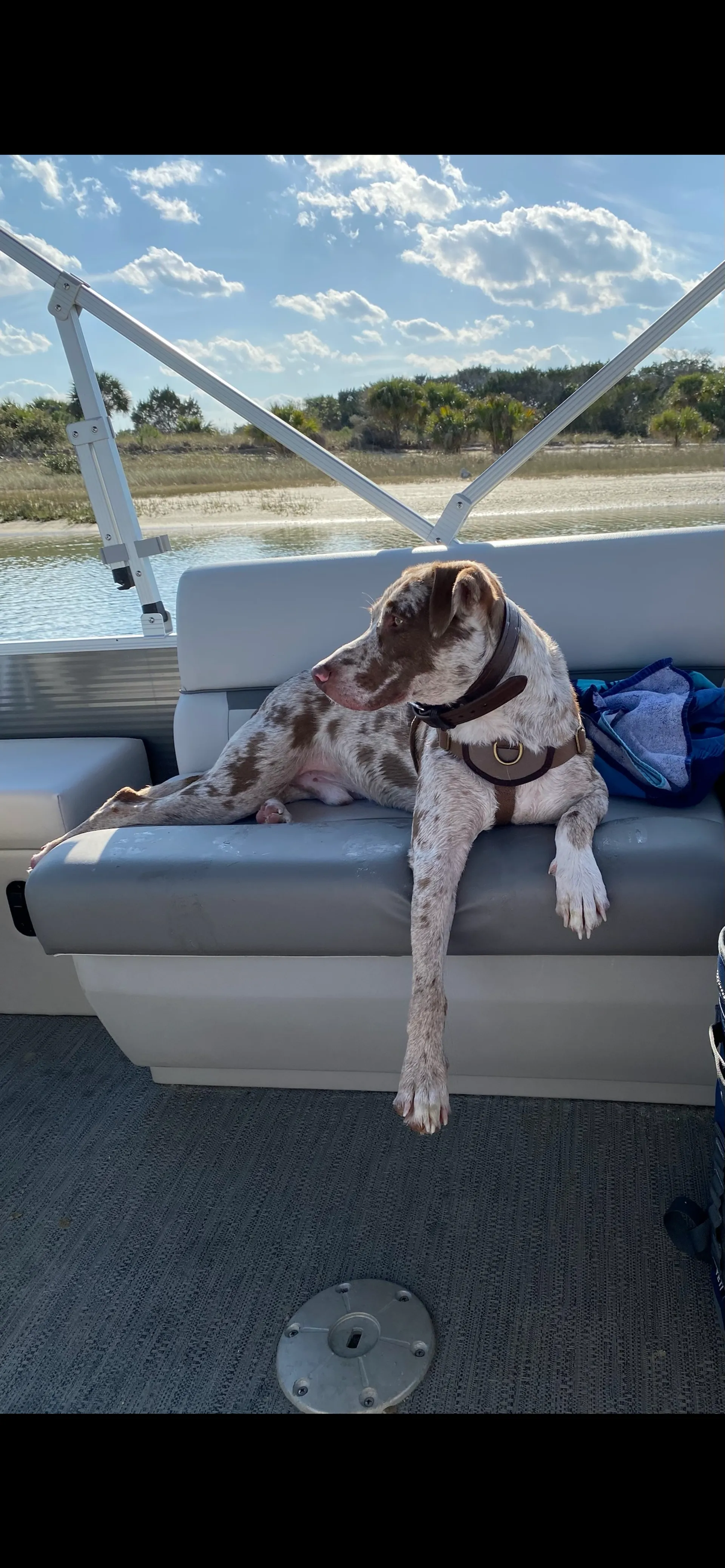 The Sunny Catch Fishing Pontoon: Comfort, Catch, Cruise