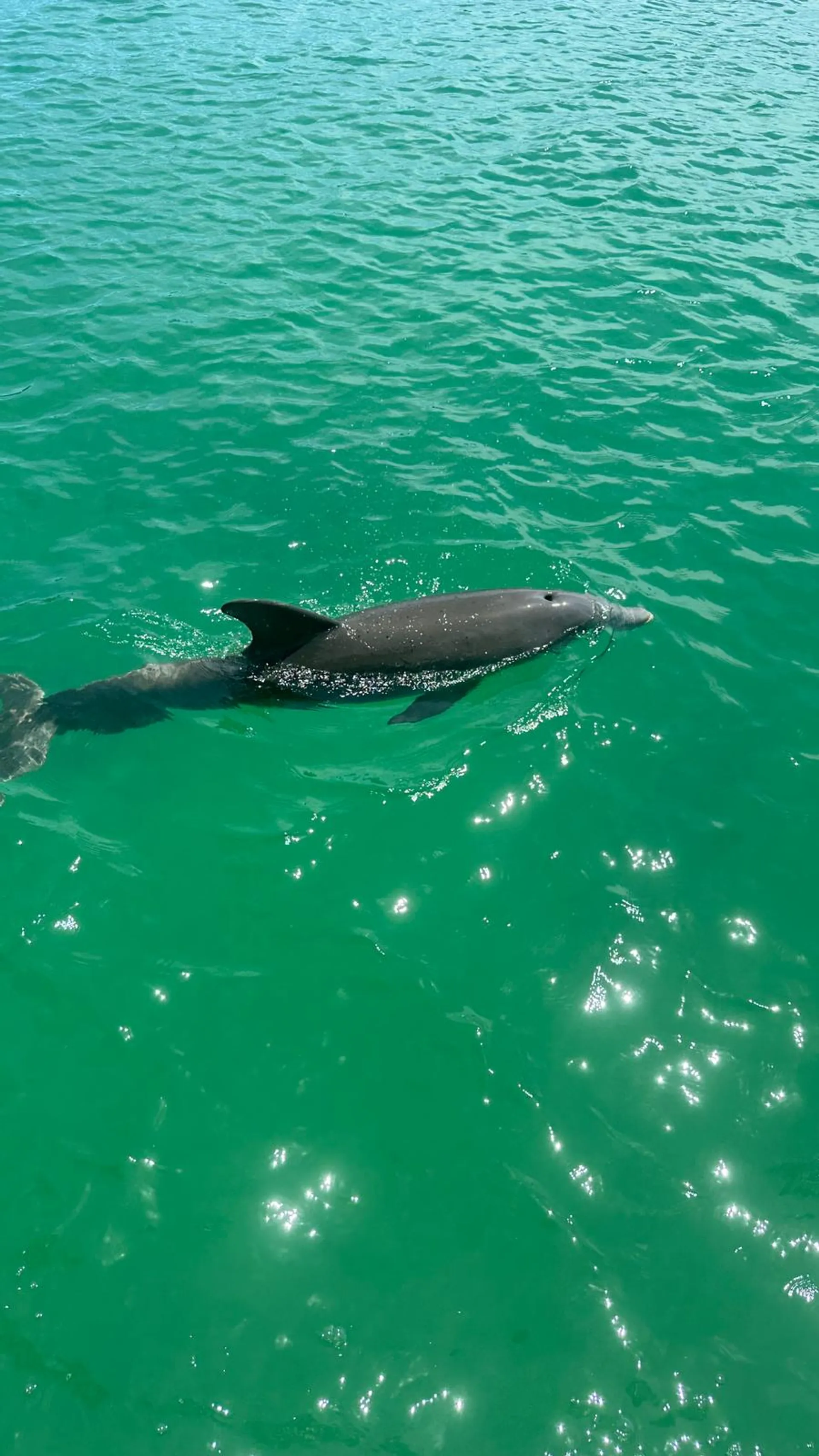 Naples:Keewaydin or Sunset -LUXURY service .All you need included!