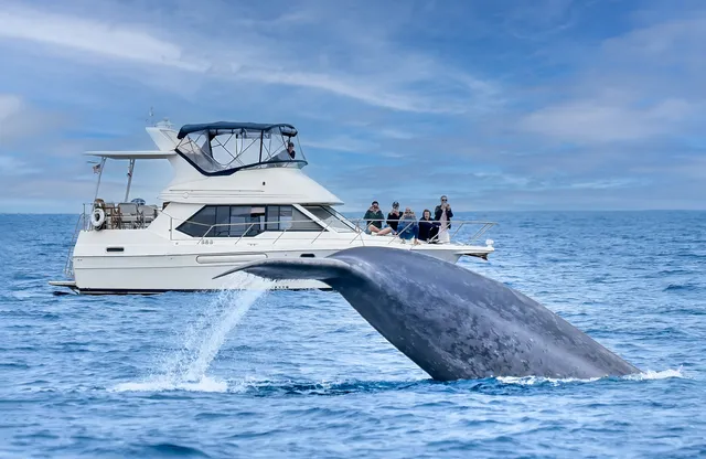 Rent a Bayliner motor yacht in Dana Point, CA near me