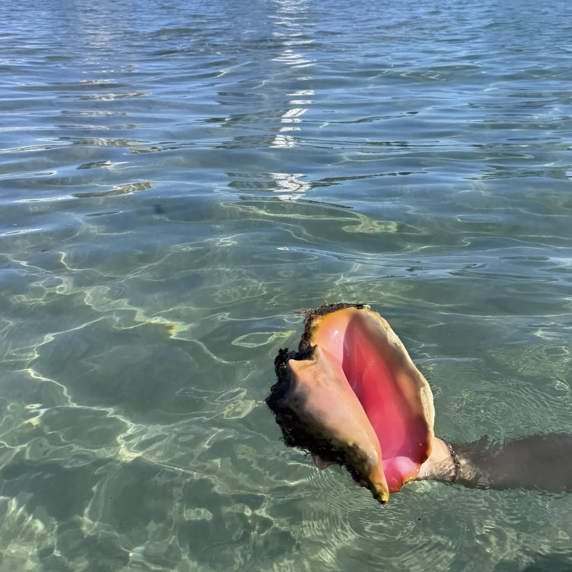 23ft Key West: Your Perfect Boat Day Awaits! 