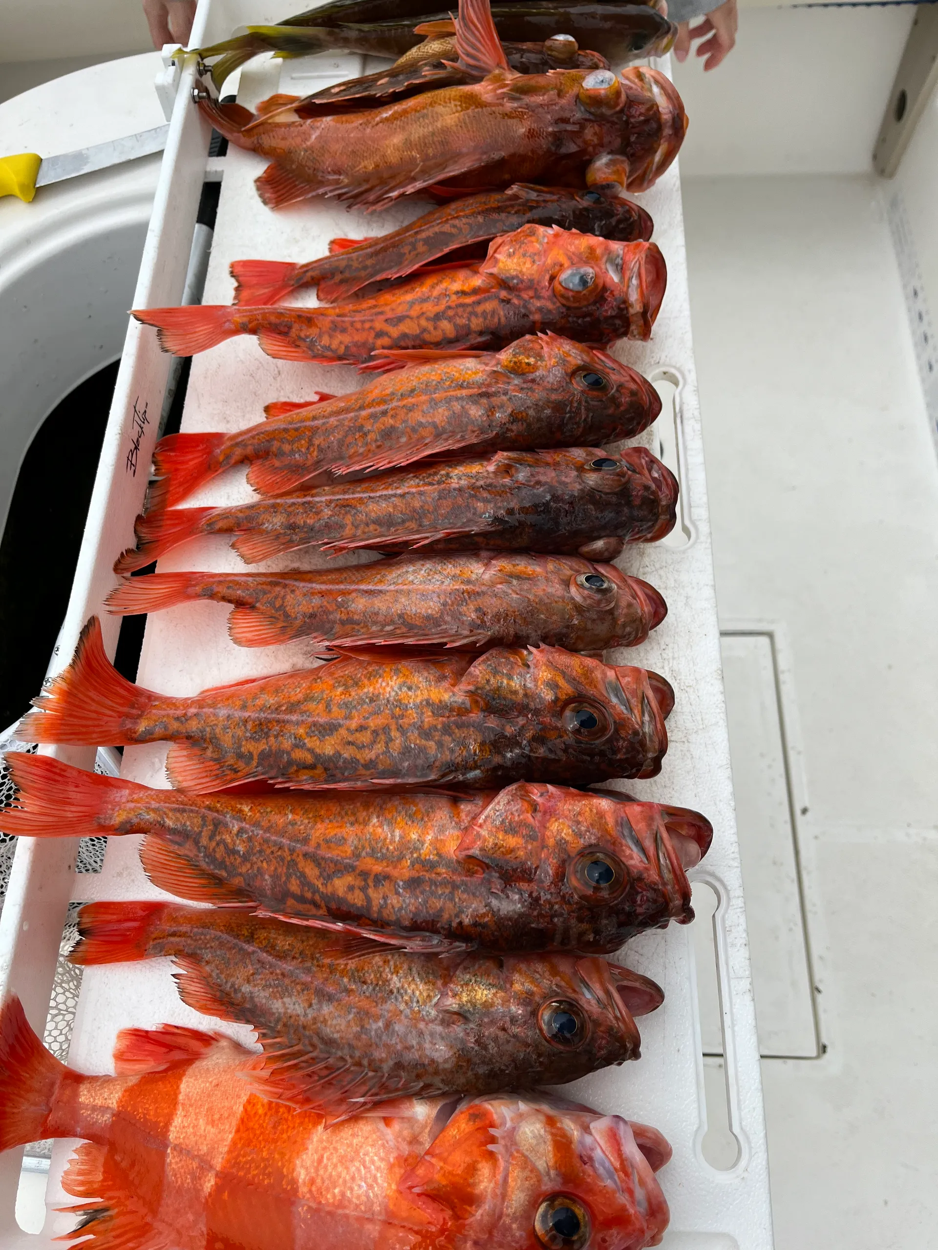 Fish Further in San Diego