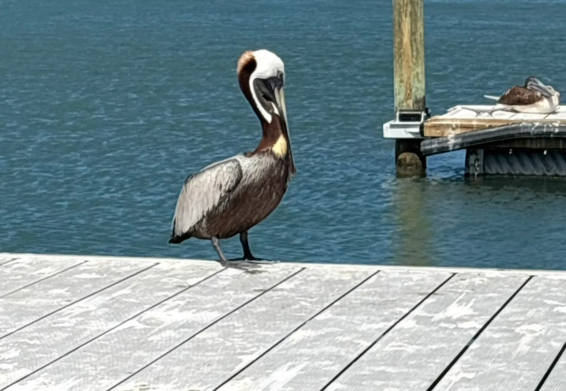 24’ party barge  dolphins, seashells, and private islands for up to 6 