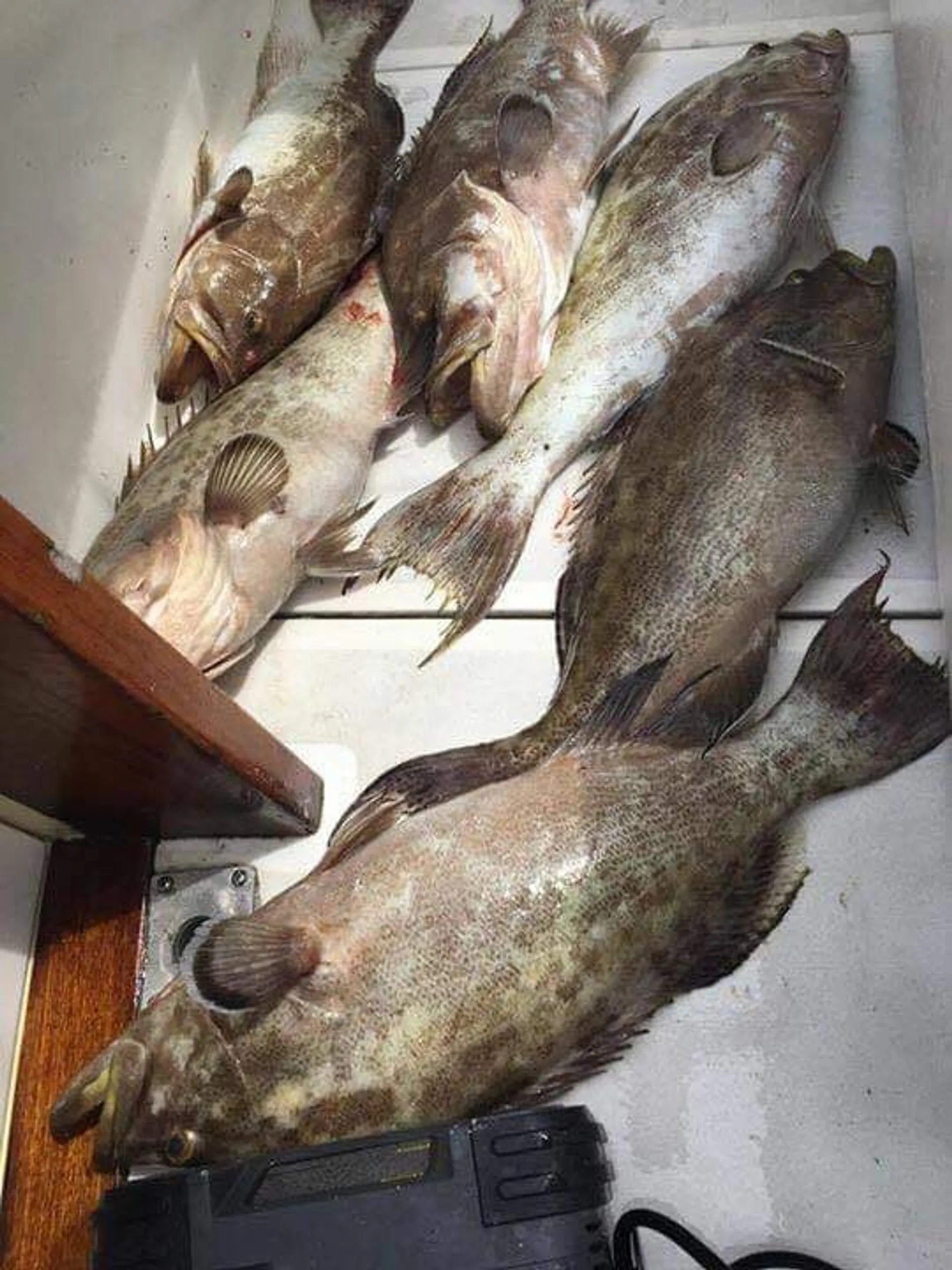 Destin/Ft. Walton Beach: Sportfishing Charters - Big Fish!!