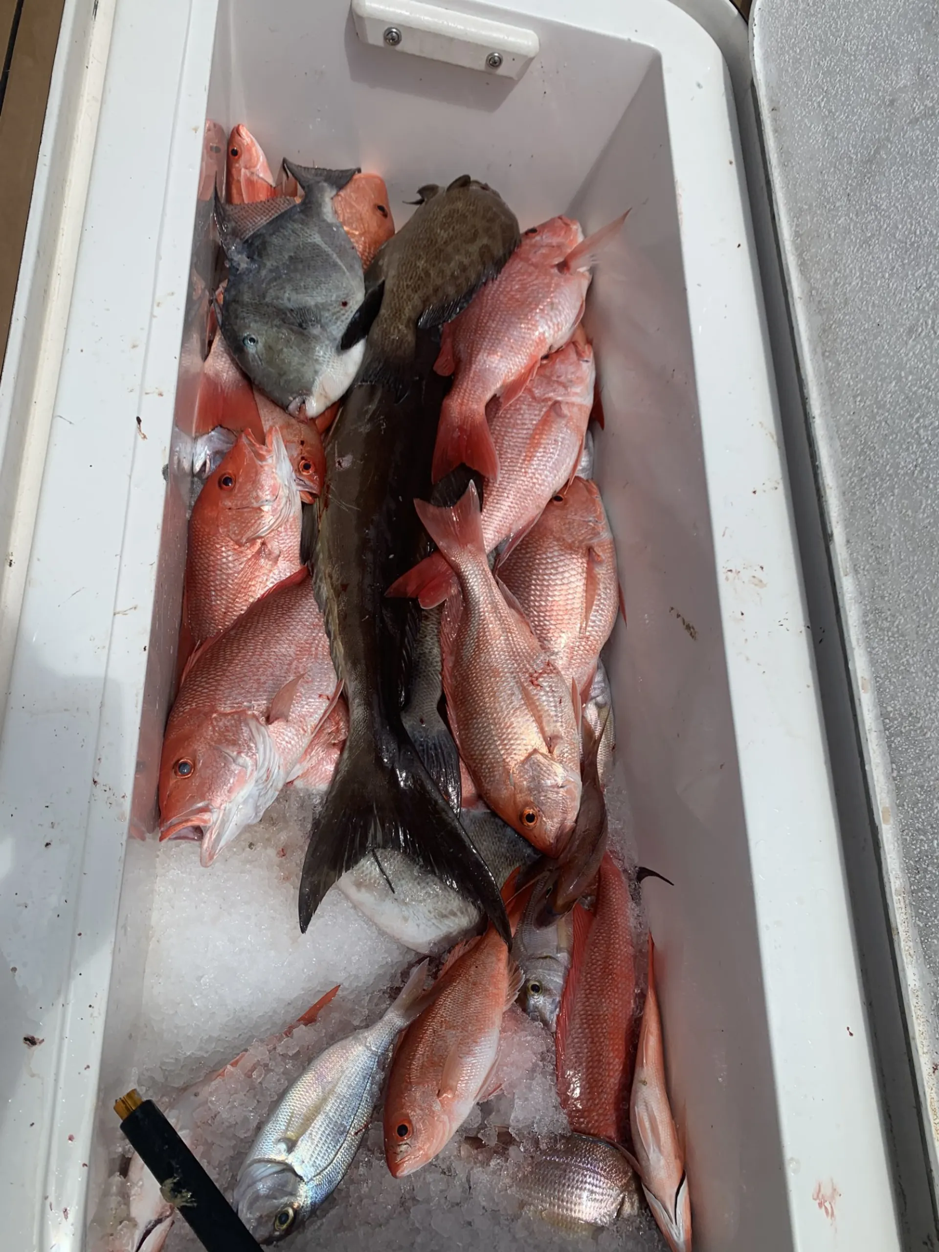 Destin/Ft. Walton Beach: Sportfishing Charters - Big Fish!!