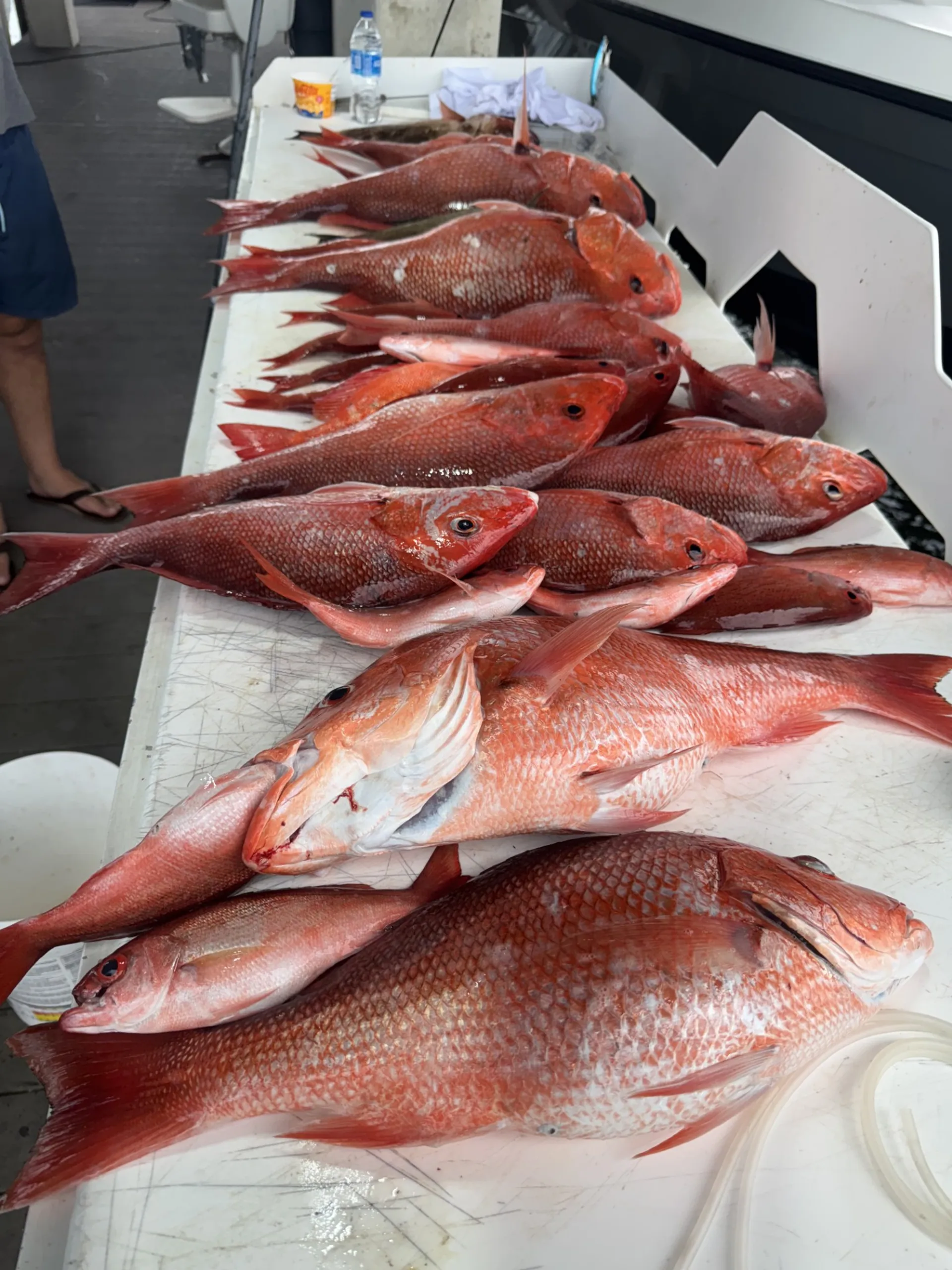 Destin/Ft. Walton Beach: Sportfishing Charters - Big Fish!!