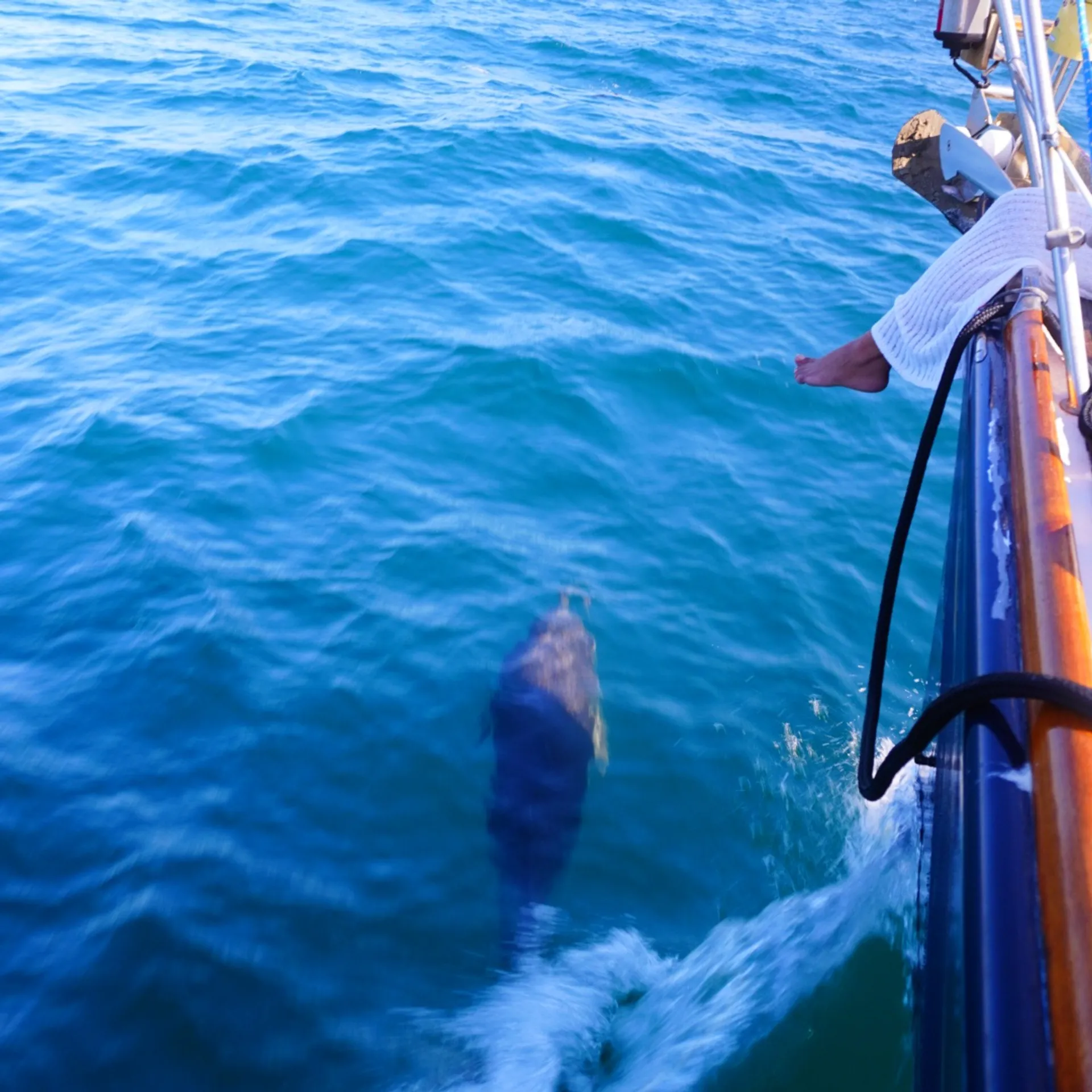 JEANNEAU SAILBOATS SUN ODYSSEY 49 in San Diego, CA — photo 10