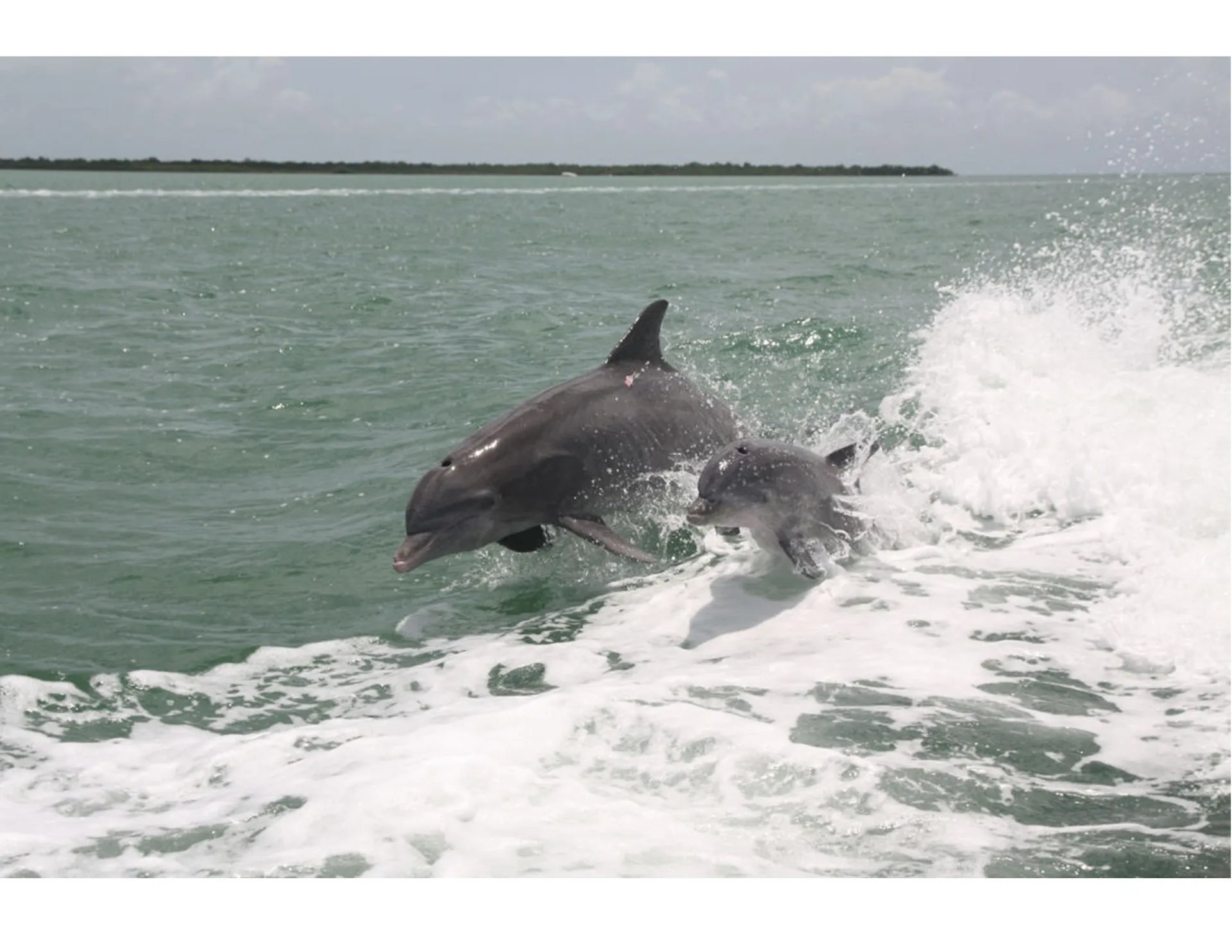 Glastron Boats GTD 220 in Jacksonville Beach, FL — photo 4